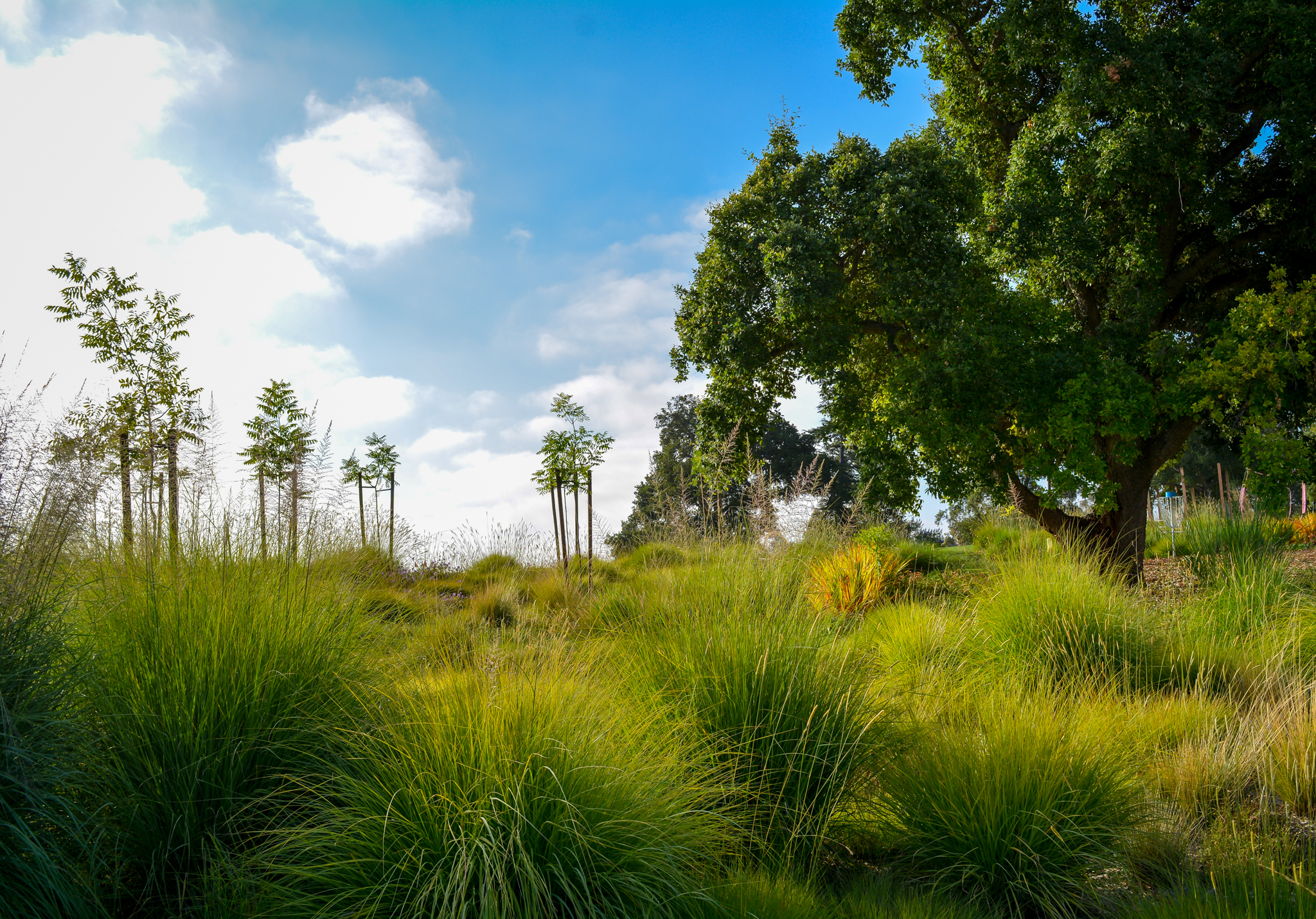 A grand oak tree stands atop a vast grass meadow.