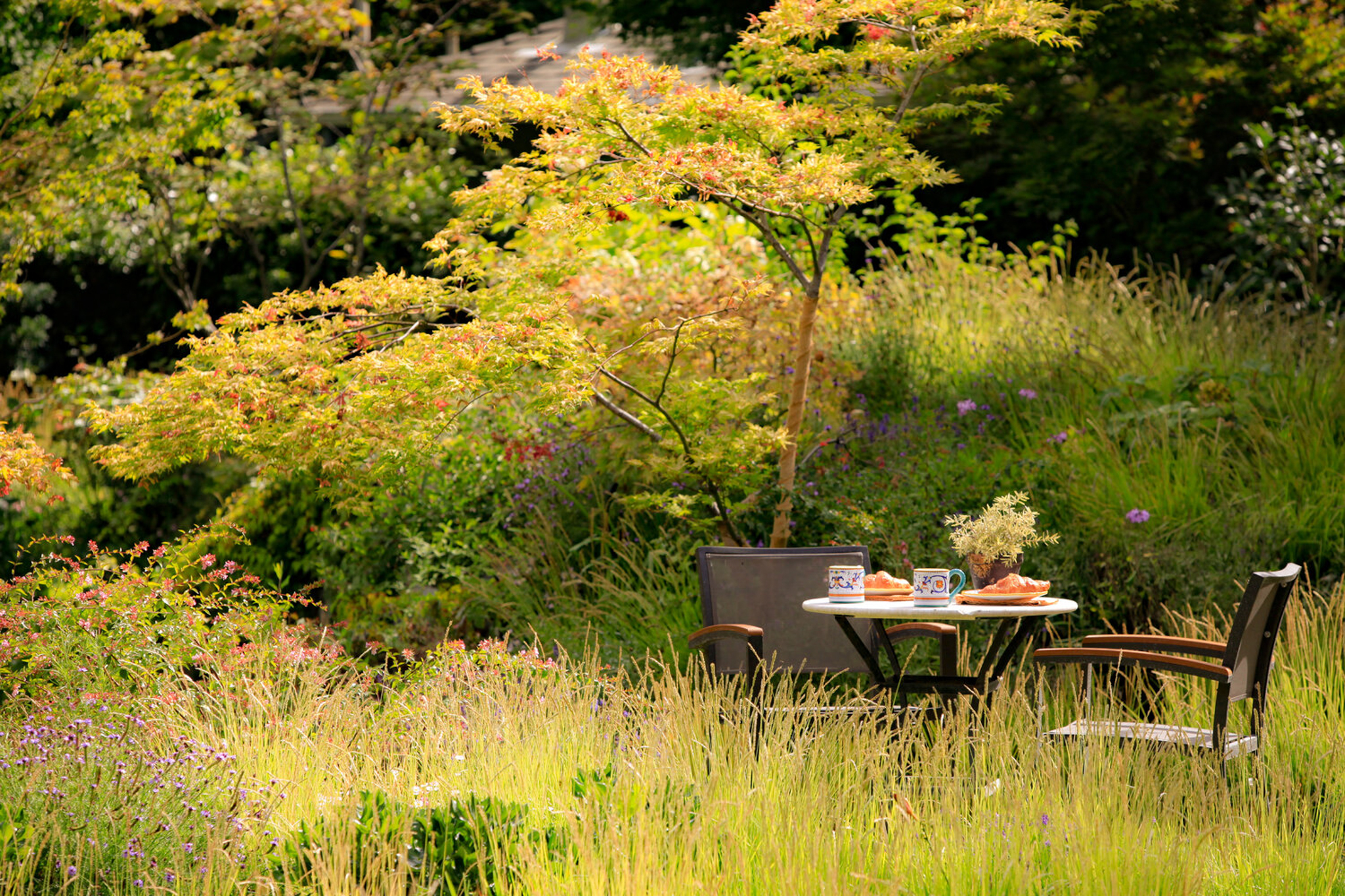 Japanese maple trees drape over an outdoor coffee table in the meadow.