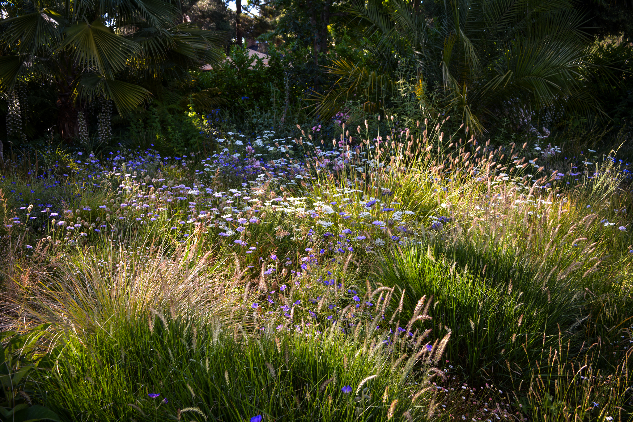 Beams of sunlight streak across a meadow medley of white and purple flowers.