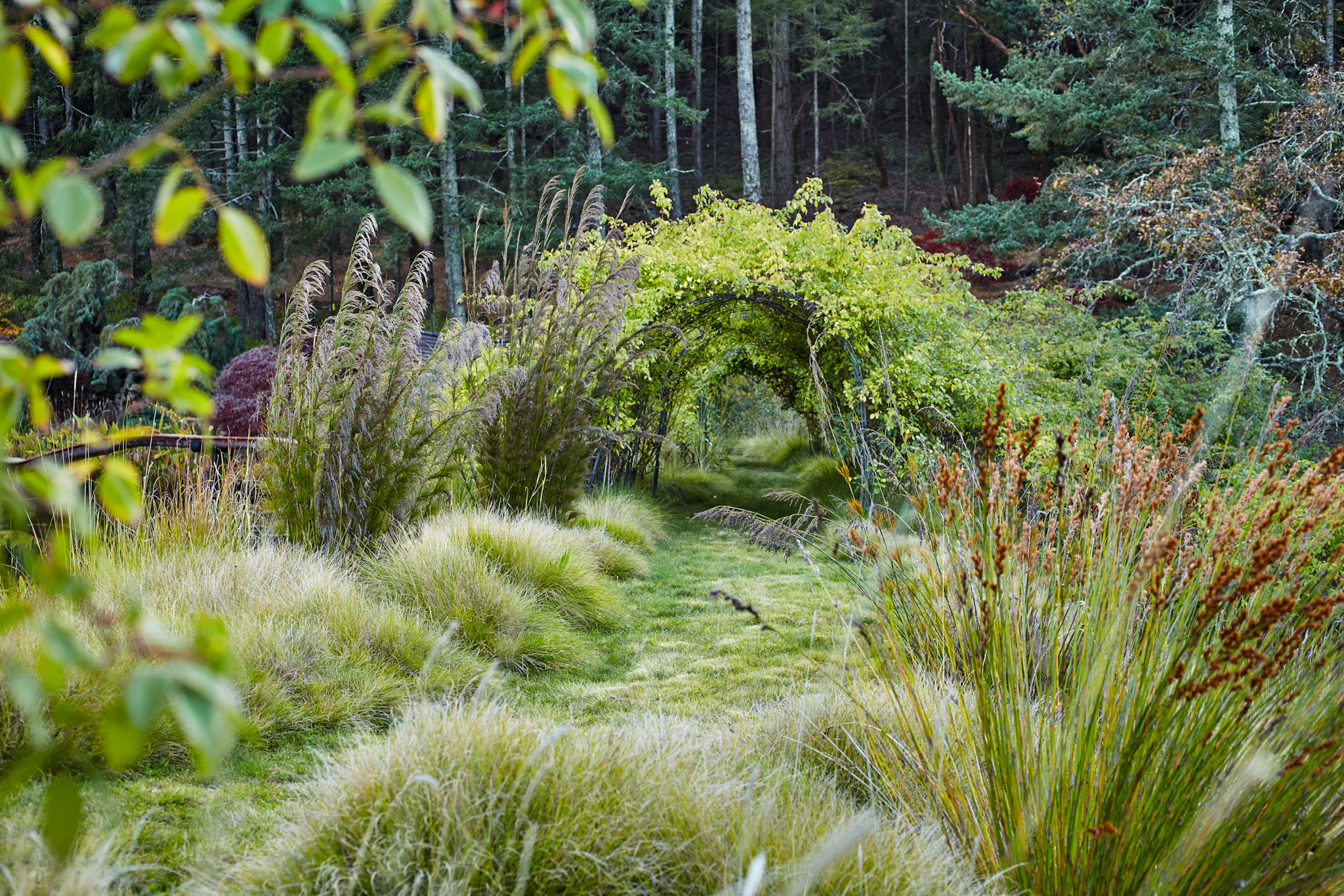 A grass walkway through a meadow with arching vines forming a tunnel overhead.