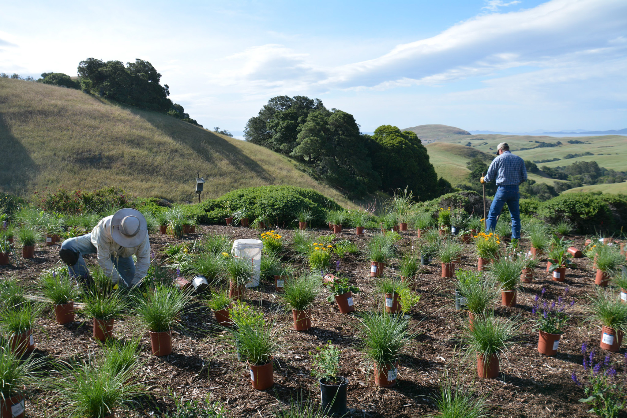 Potted plants layed out ready for planting.