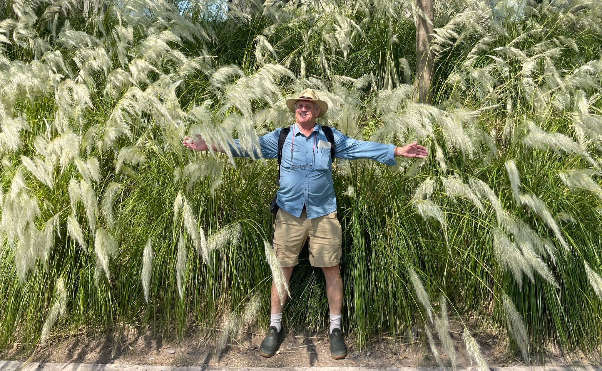 John Greenlee standing in front of a wall of stalky grasses.