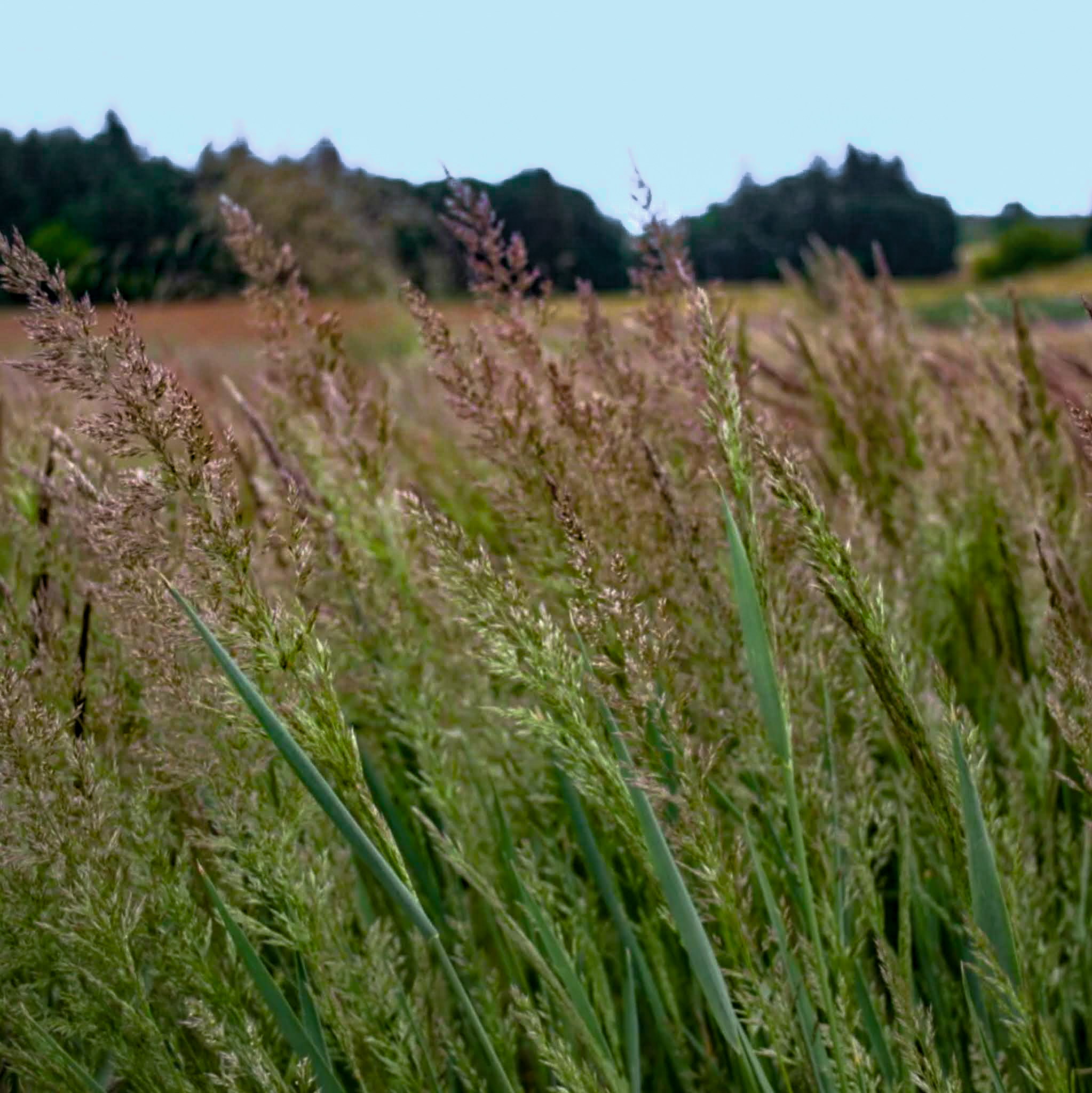 A drift of blooming Agrostis exarata.