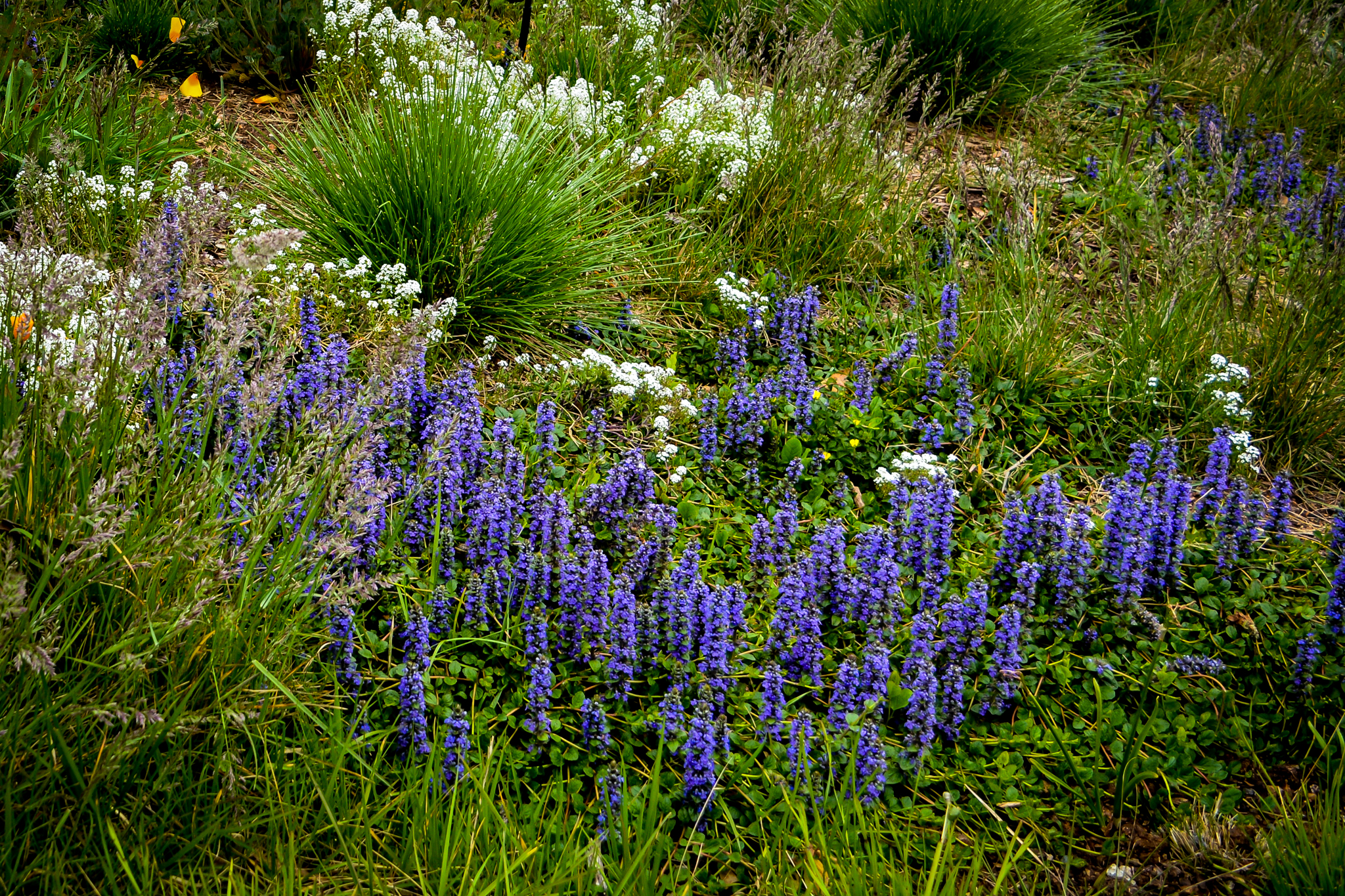 Purple ajuga flowers shoot out of a grassy meadow.