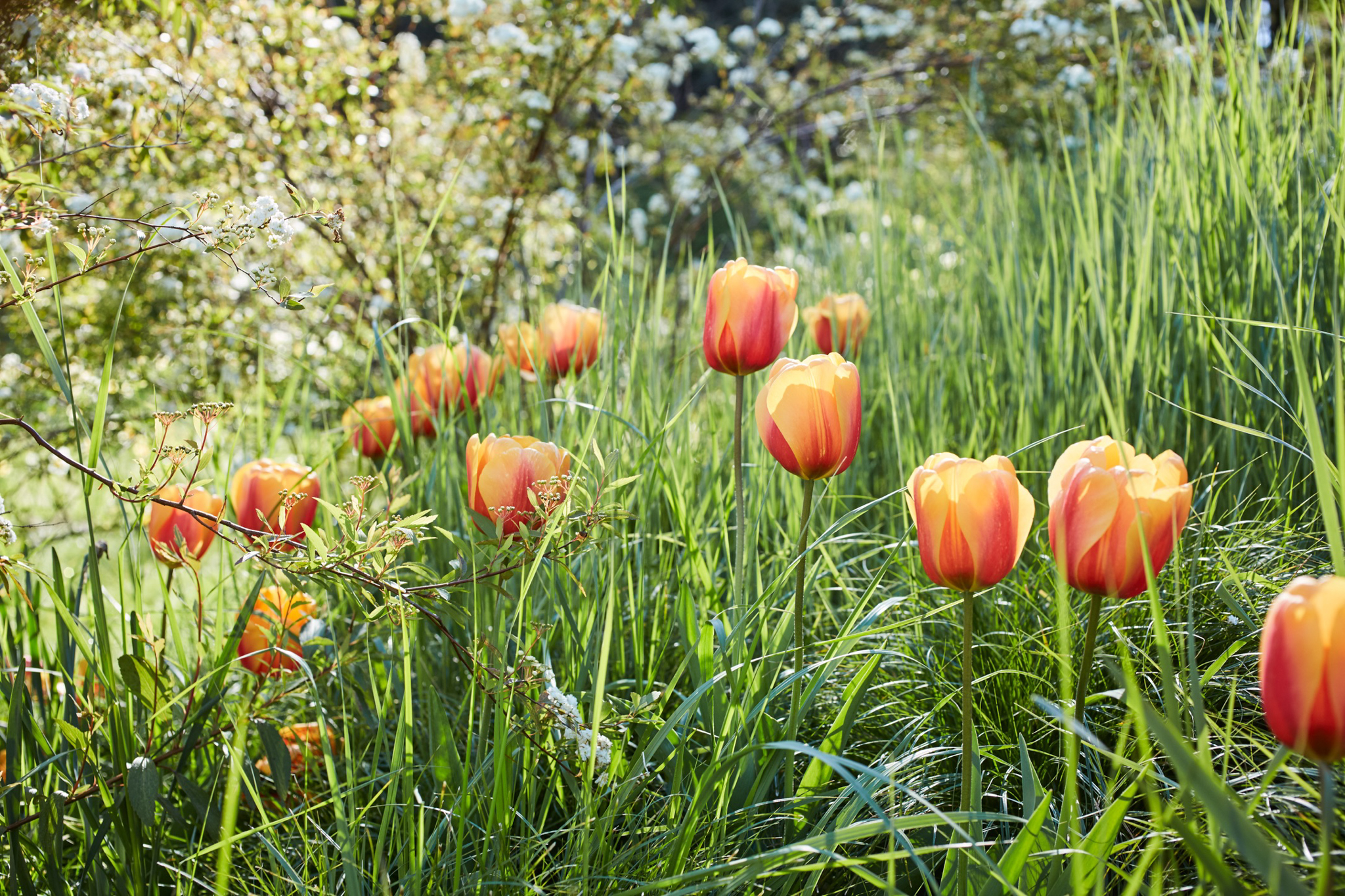 Orange-red tulips rest in a field of grasses.