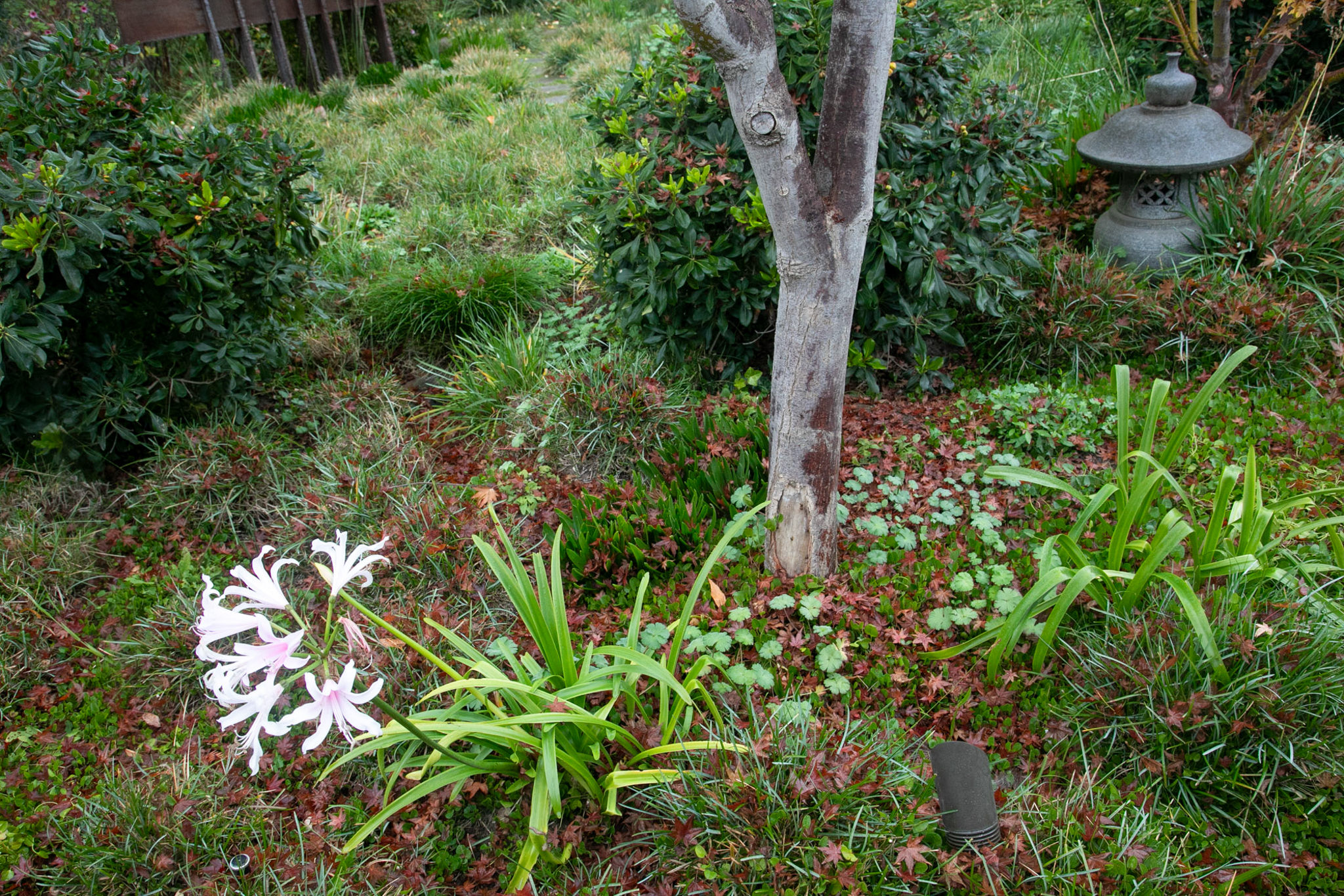 Unique starfish shaped amarine flowers under a tree.