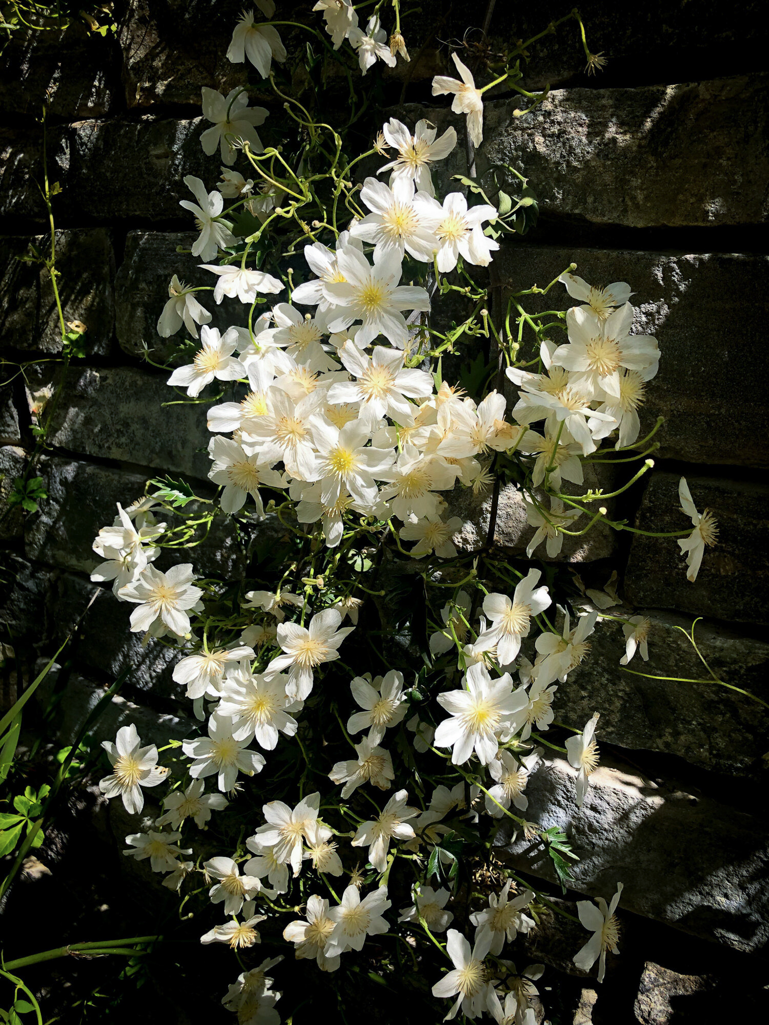 Fragrent white Clematis flowers on a stone wall.