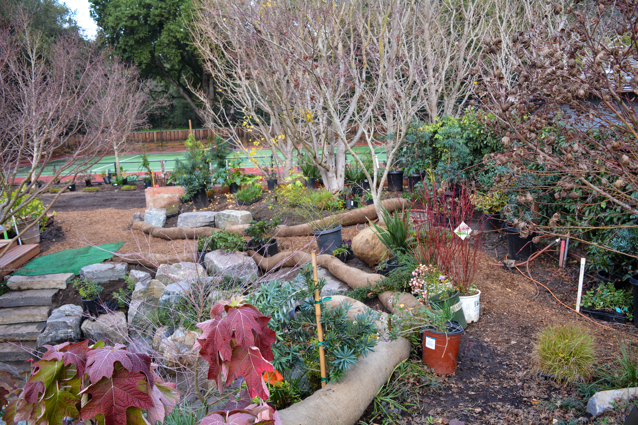 Potted plants are layed out between wattles above the surface before being installed.