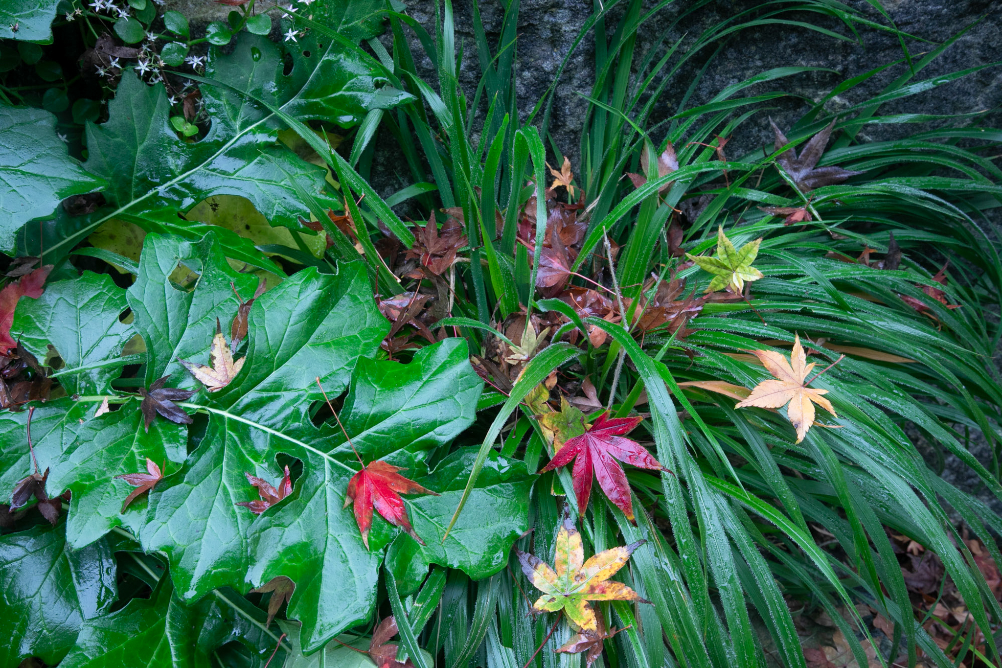 Colorful leaves rest gently atop Bromus grasses.