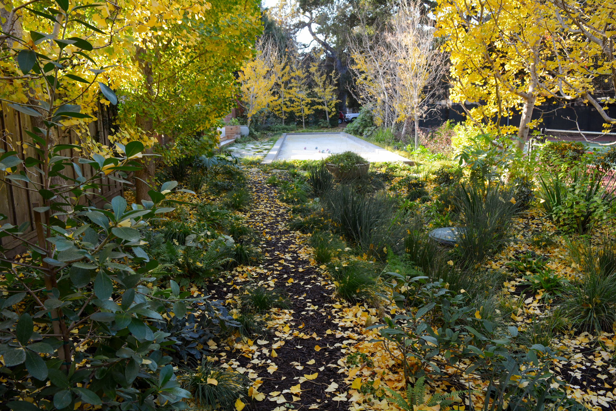 The ground is coated in a golden yellow layer of ginko leaves.