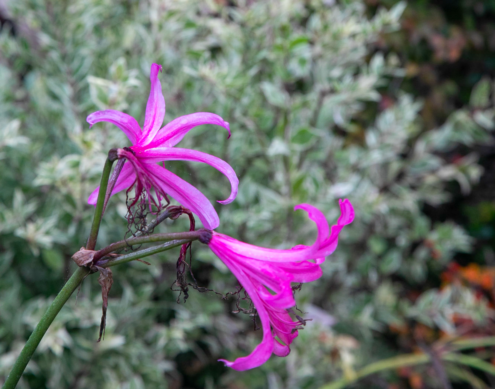 Two purple amarine flowers up close.