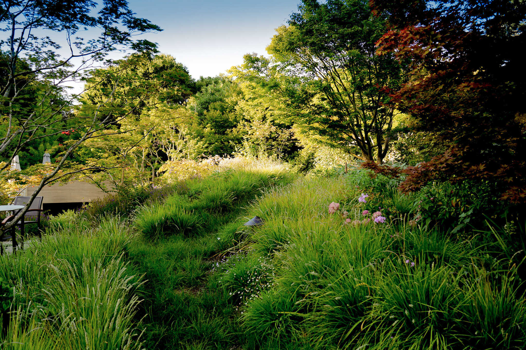 A grassy path of sedges running through the meadow.