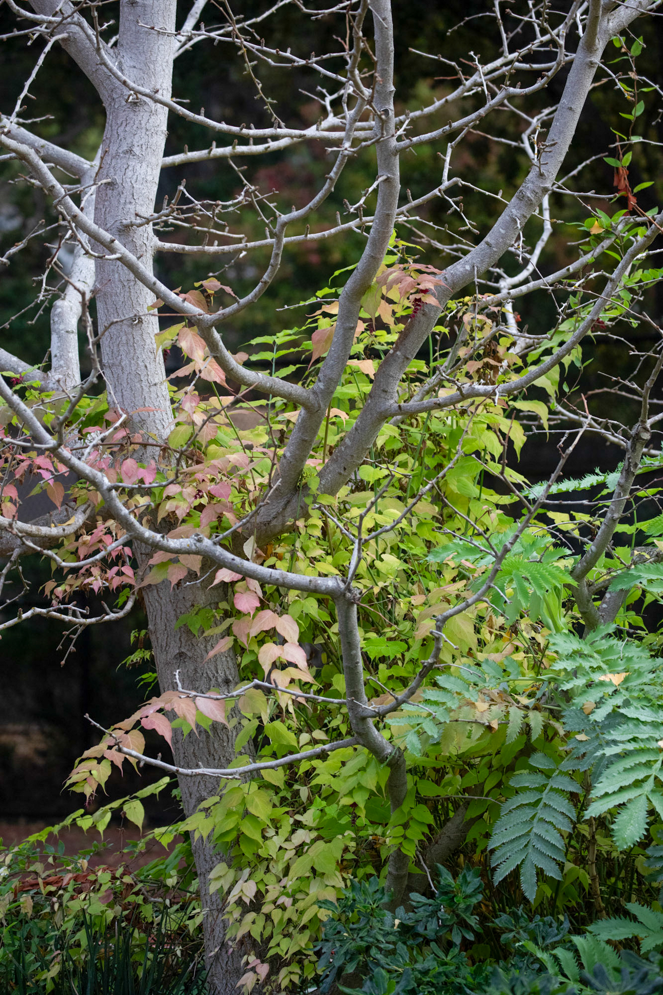 Honey bush climbs along a tree in the winter.