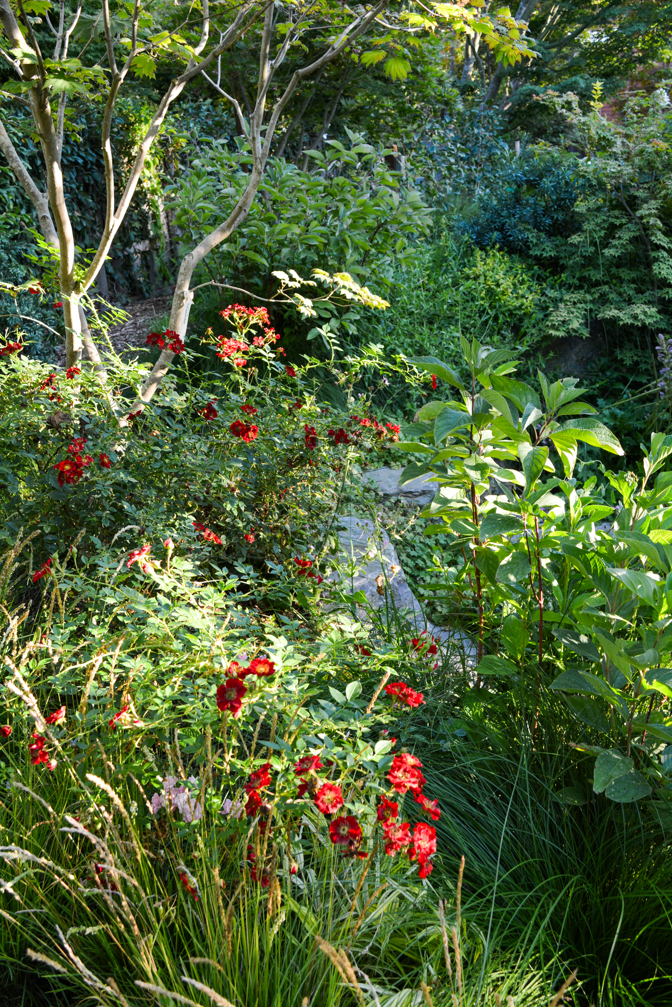 Patches of red roses dot the dense greenery.