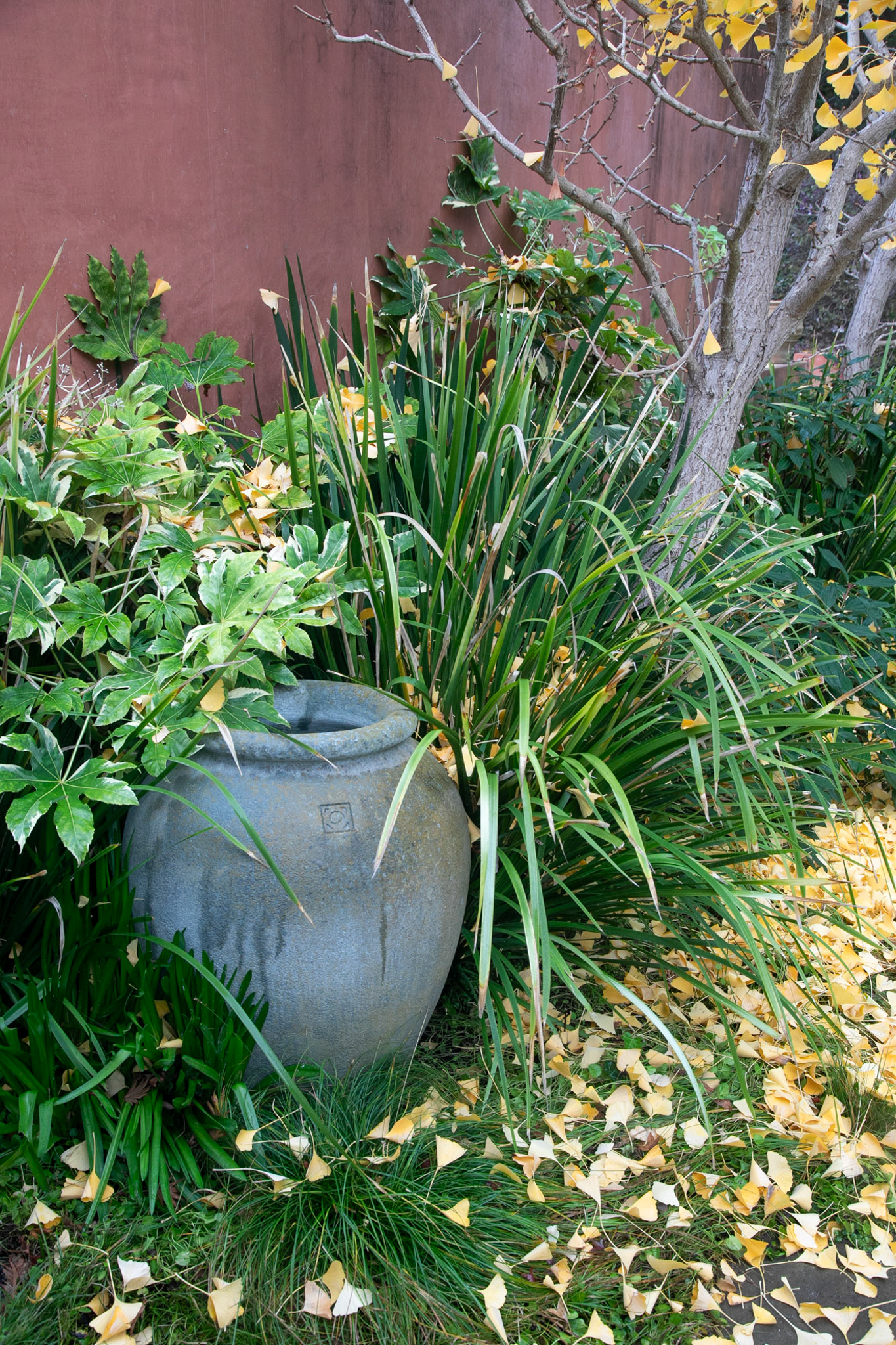 Large spikey grasses hide the garden wall.