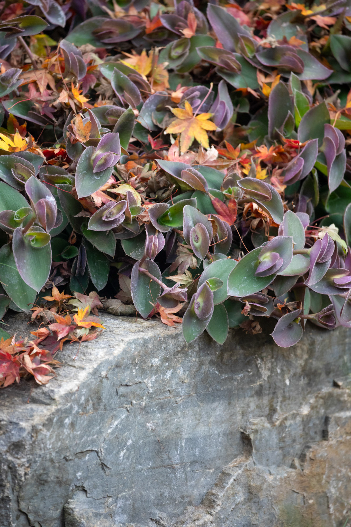 Green and purple twisting spiderwort covered in fall foliage.