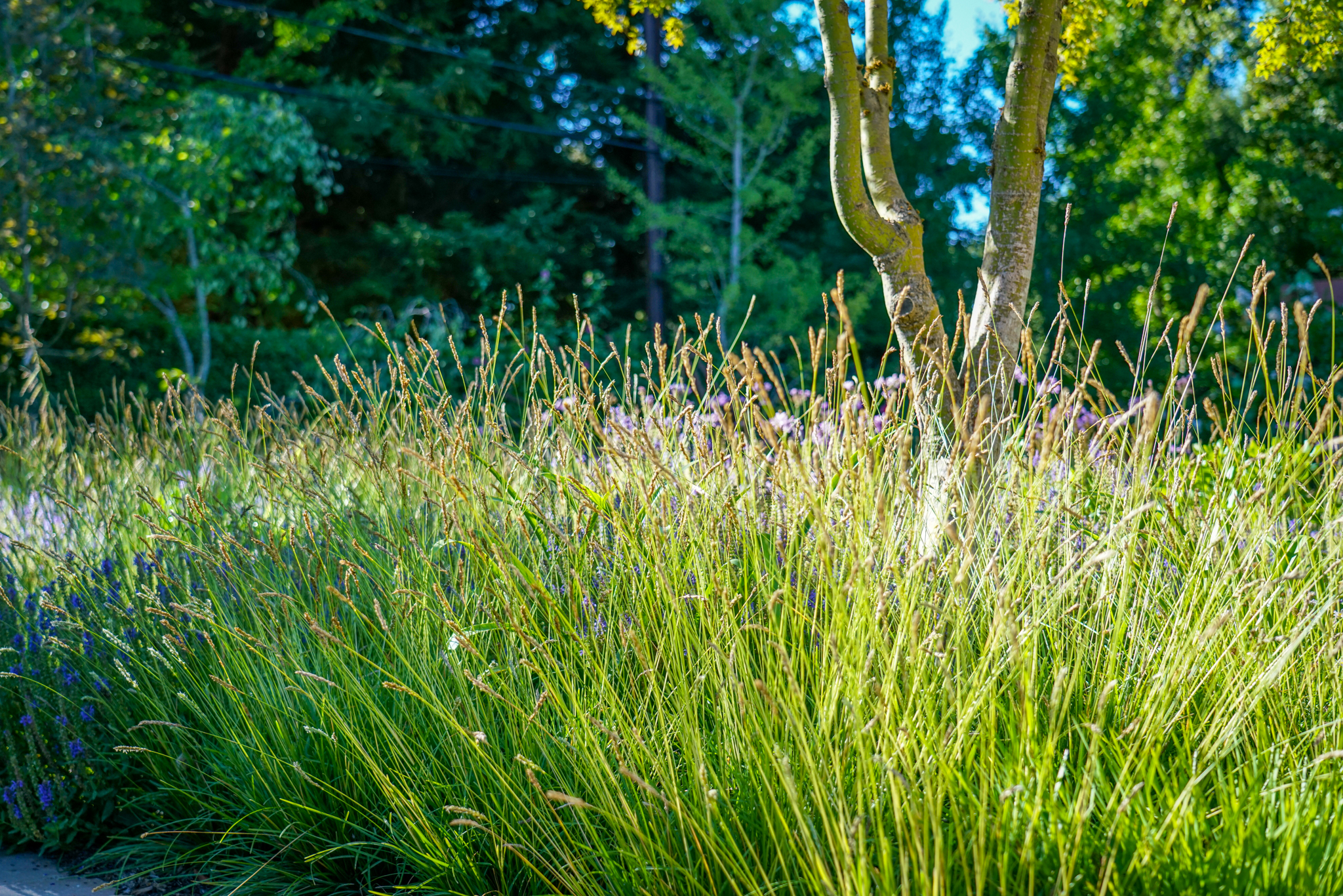 Tall wispy Sesleria grasses in morning sunlight.