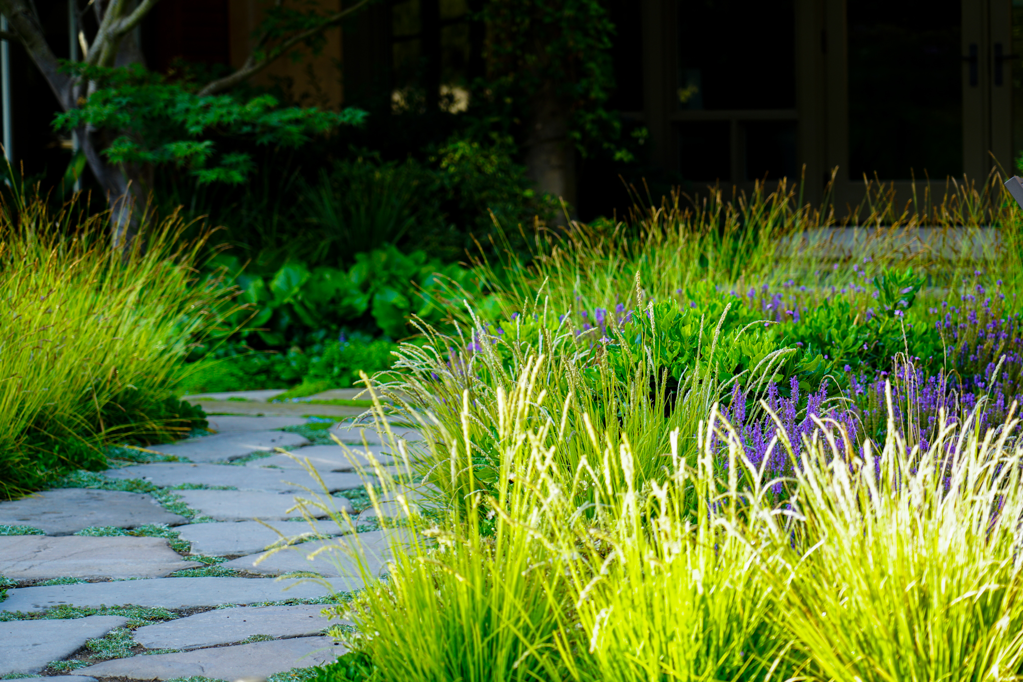 Sunlit grasses with golden seedheads line the garden walkway.