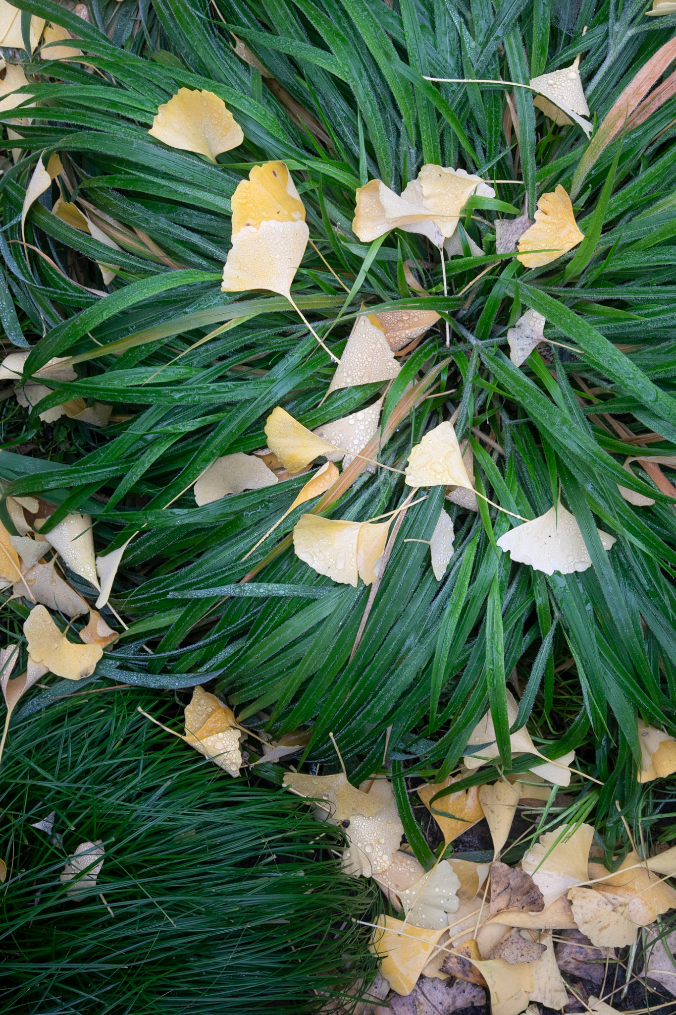 Fallen Ginko leaves on top of Mondo grass.