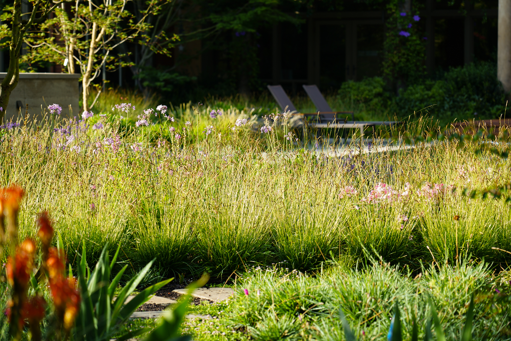 Shaded chairs rest in the garden behind vibrant stalky grasses.