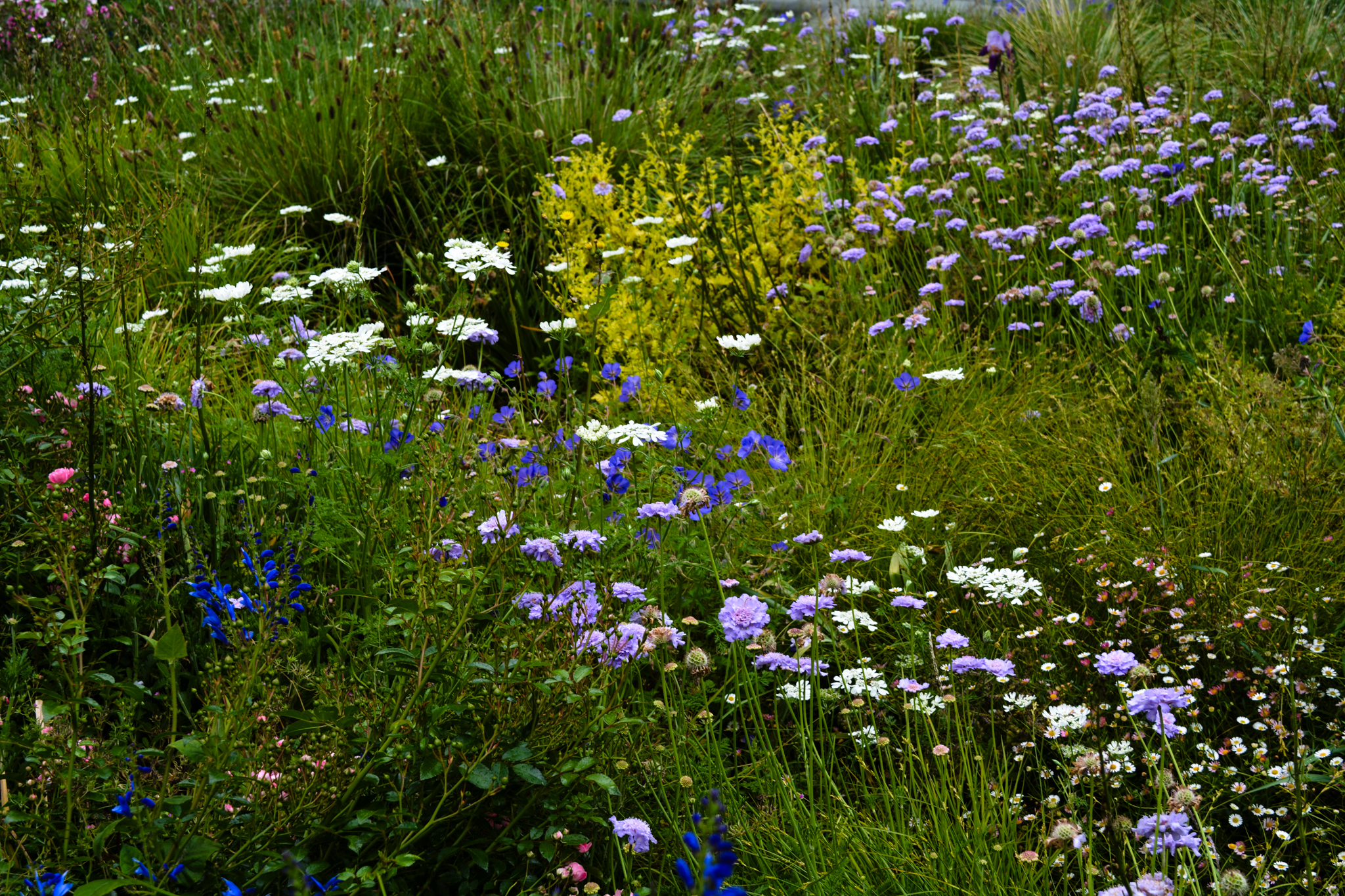 Blooming spring bulbs in the meadow.