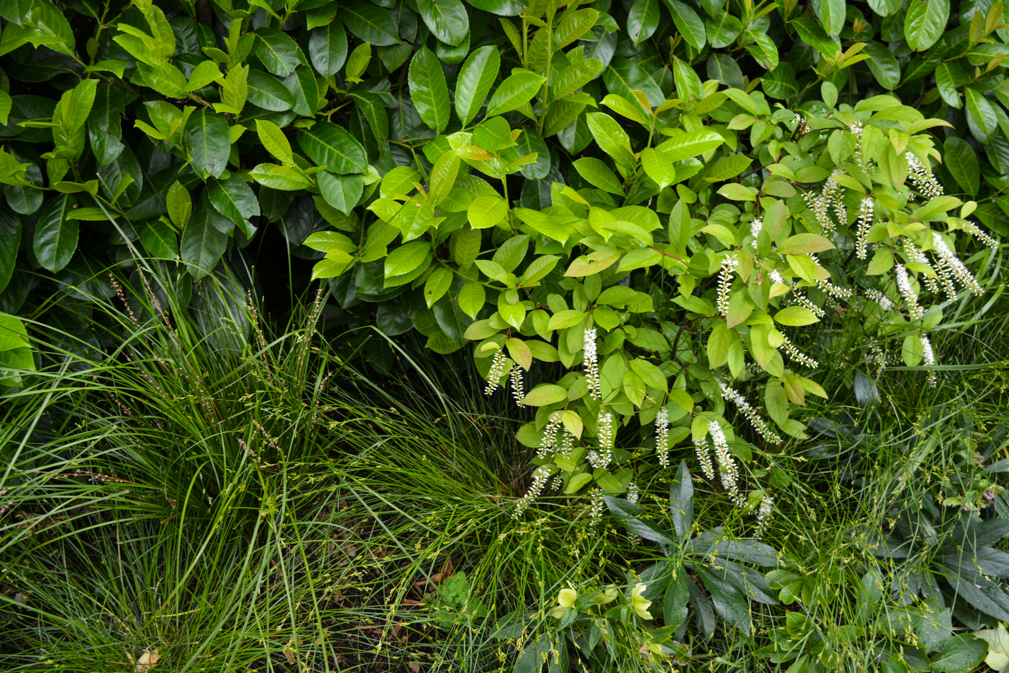 Lush green plants on the exterior wall of the garden.