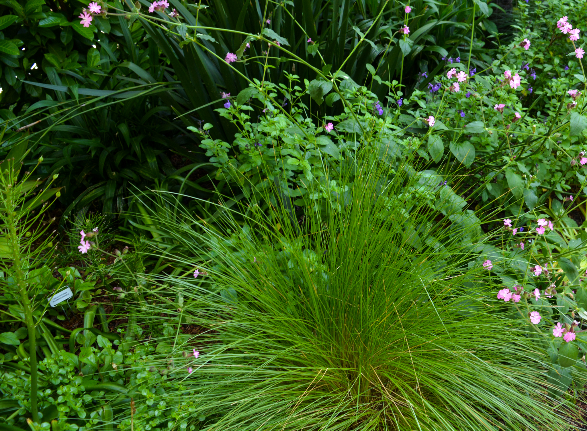 Diverse garden greenery.