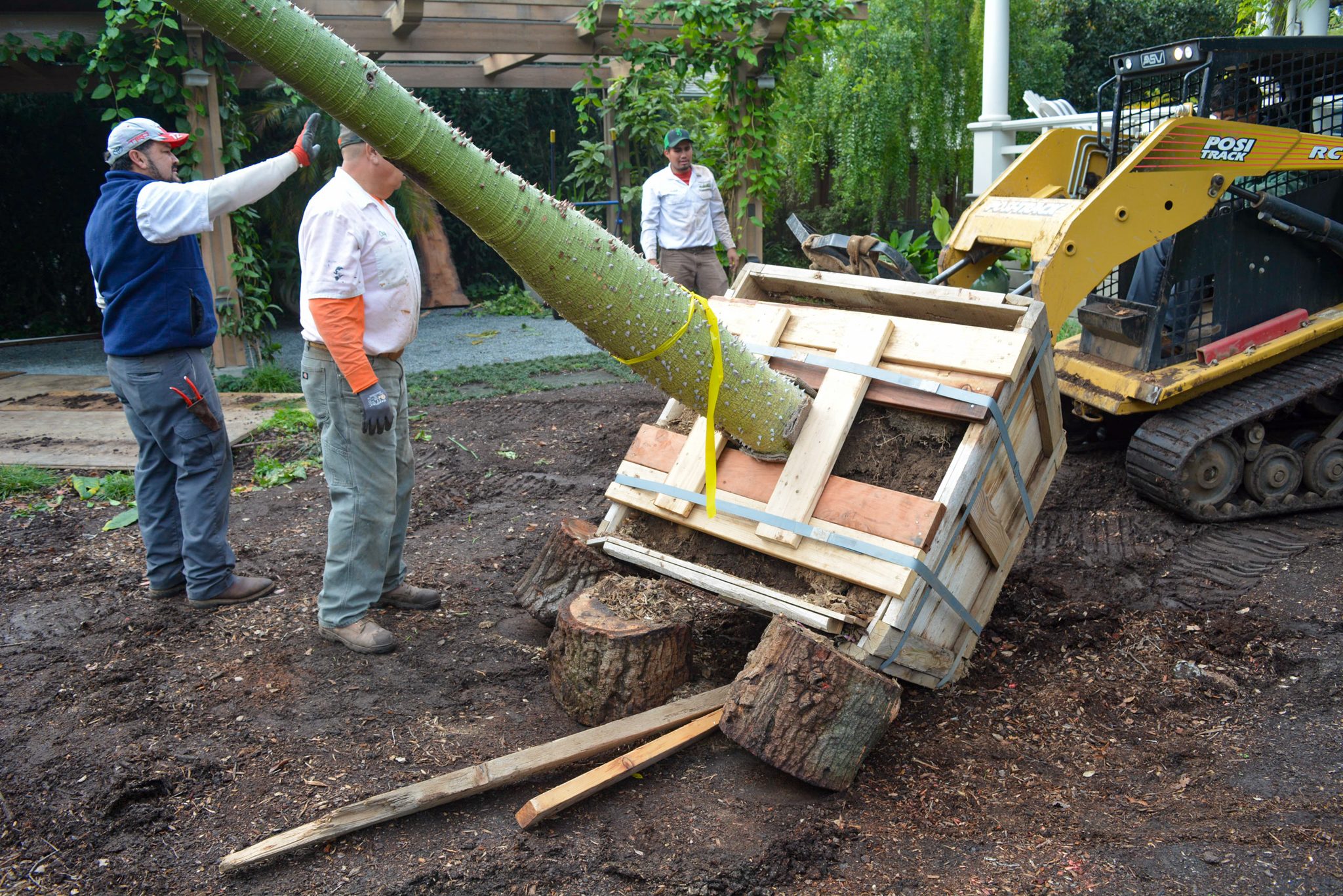 An excavator is used to plant a large floss silk tree.