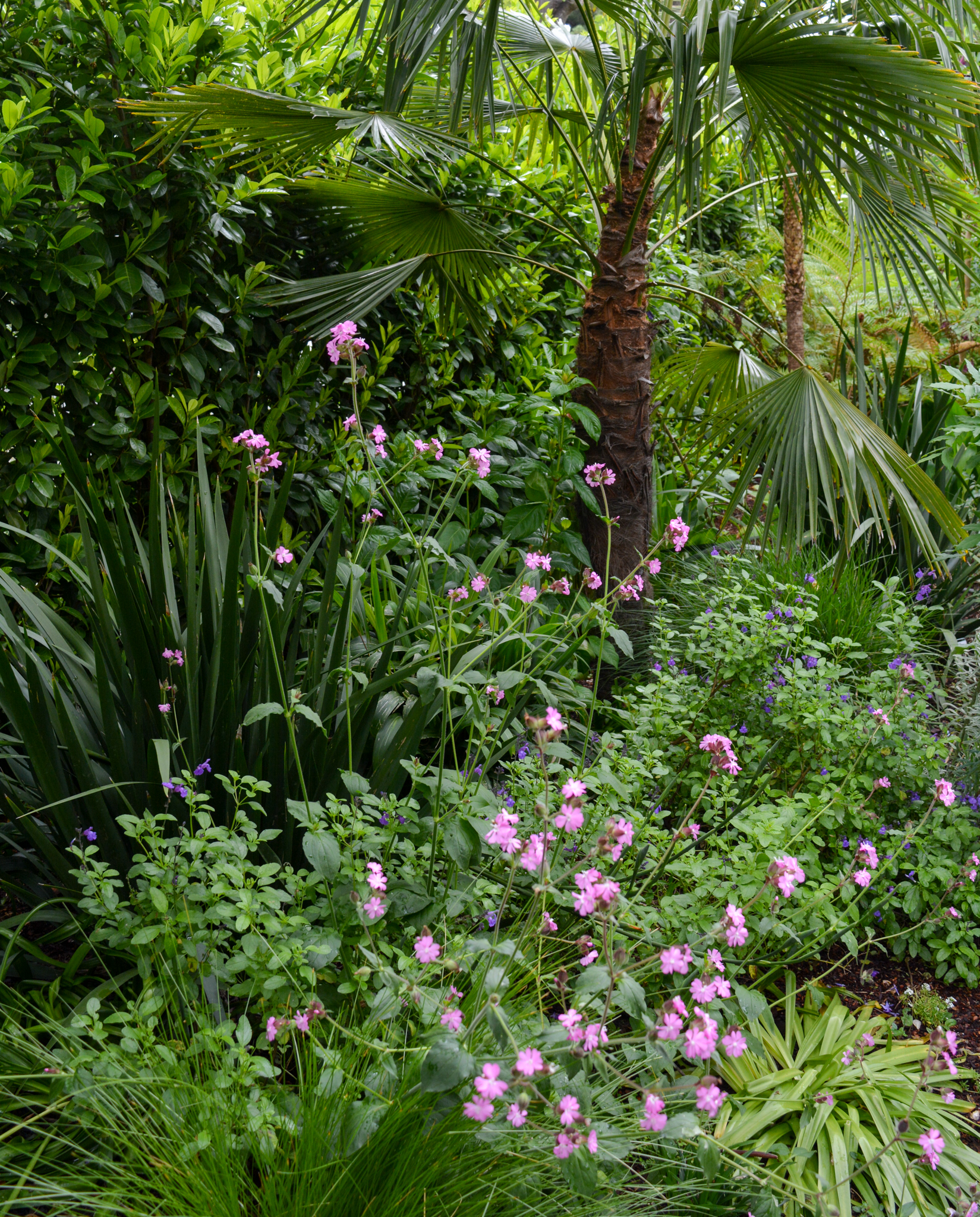 Pink lilies sprout out of the garden foliage.