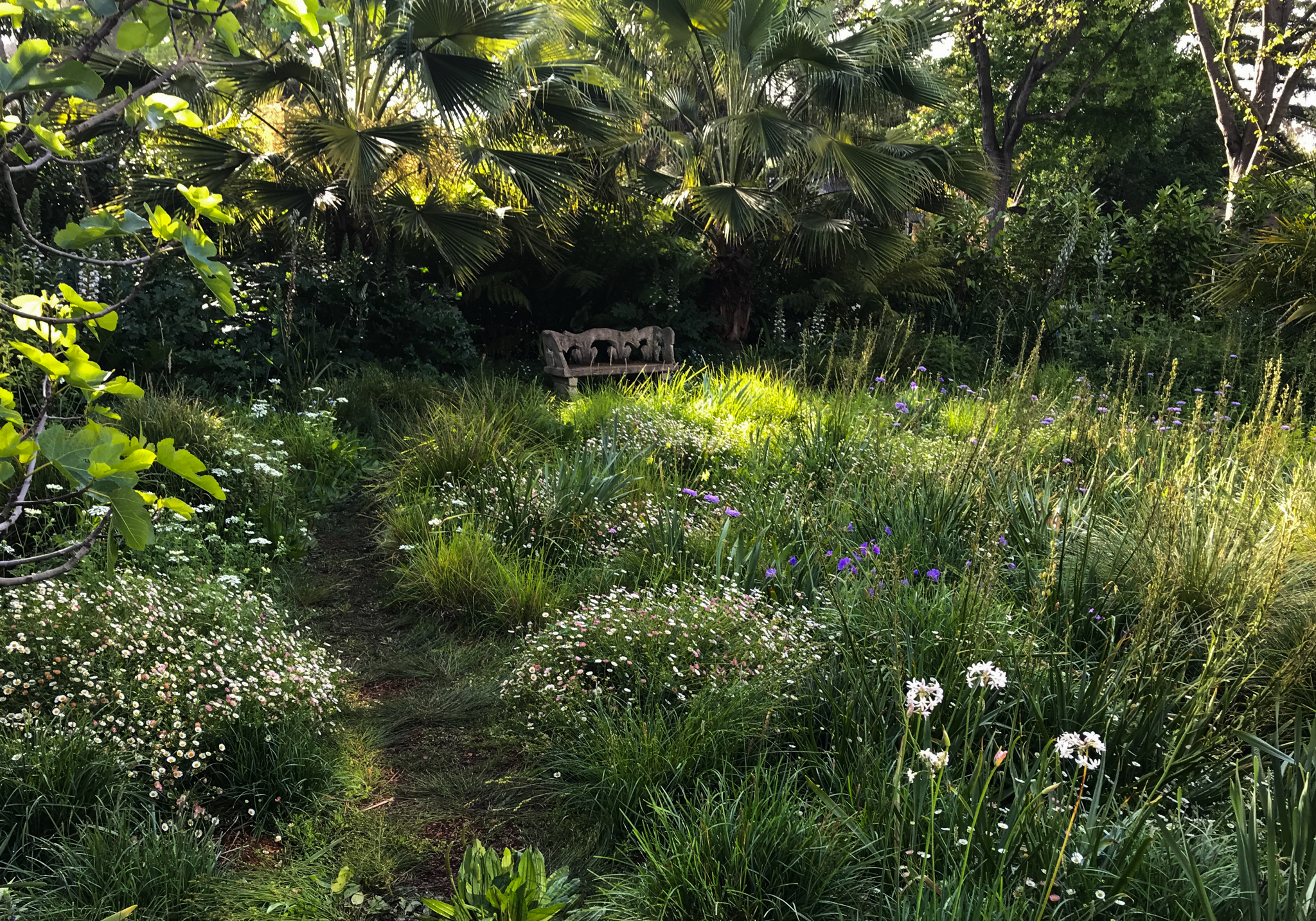 A stone bench surrounded by grasses.