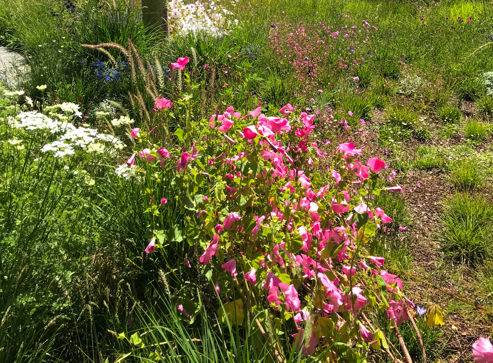 Bright pink flowers in the blooming meadow.