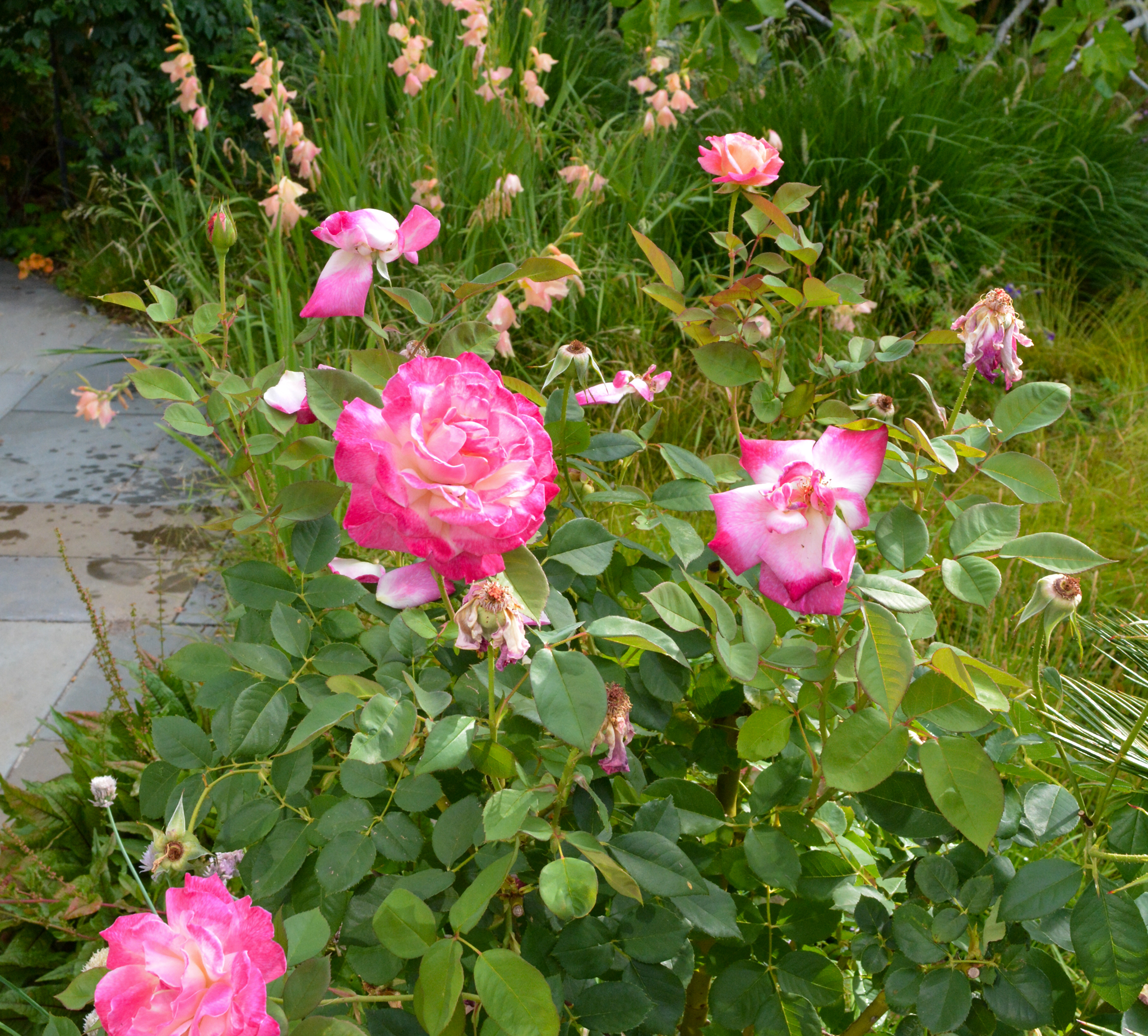 Beautiful full pink roses in the garden.