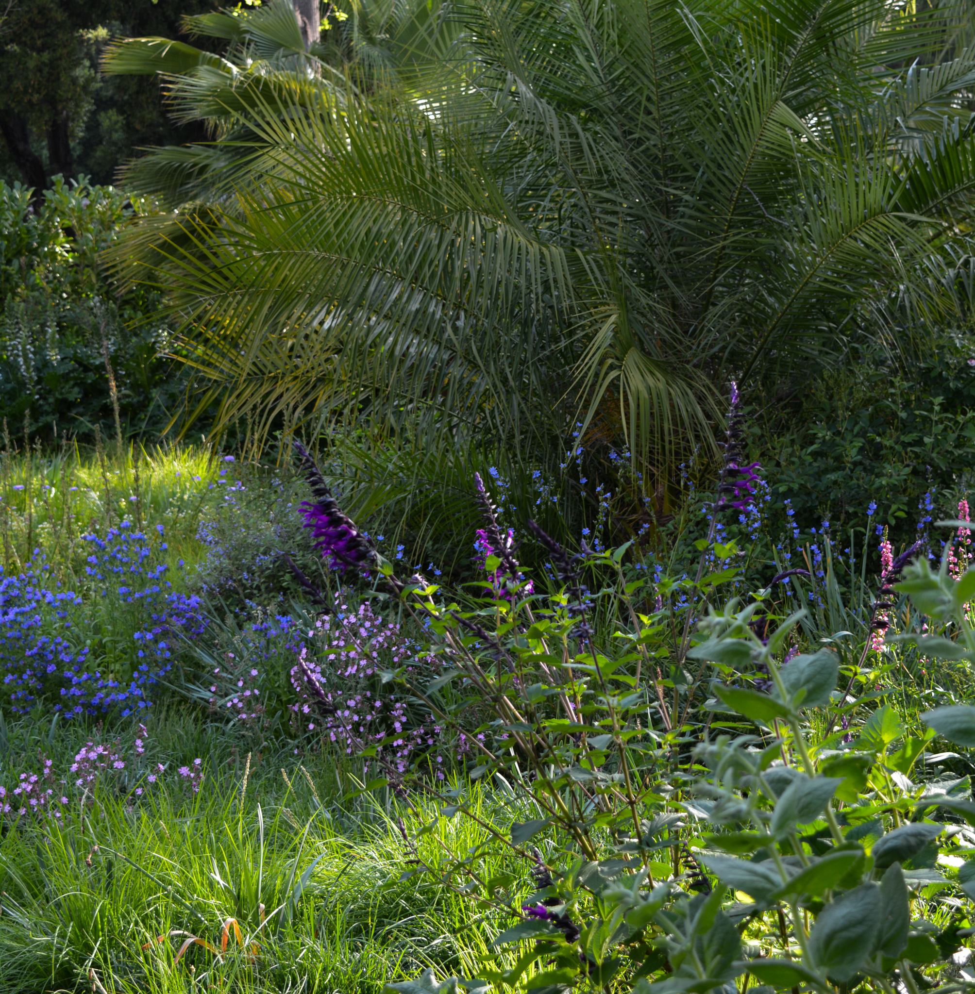 Deep blue and purple salvia flowers in the garden.