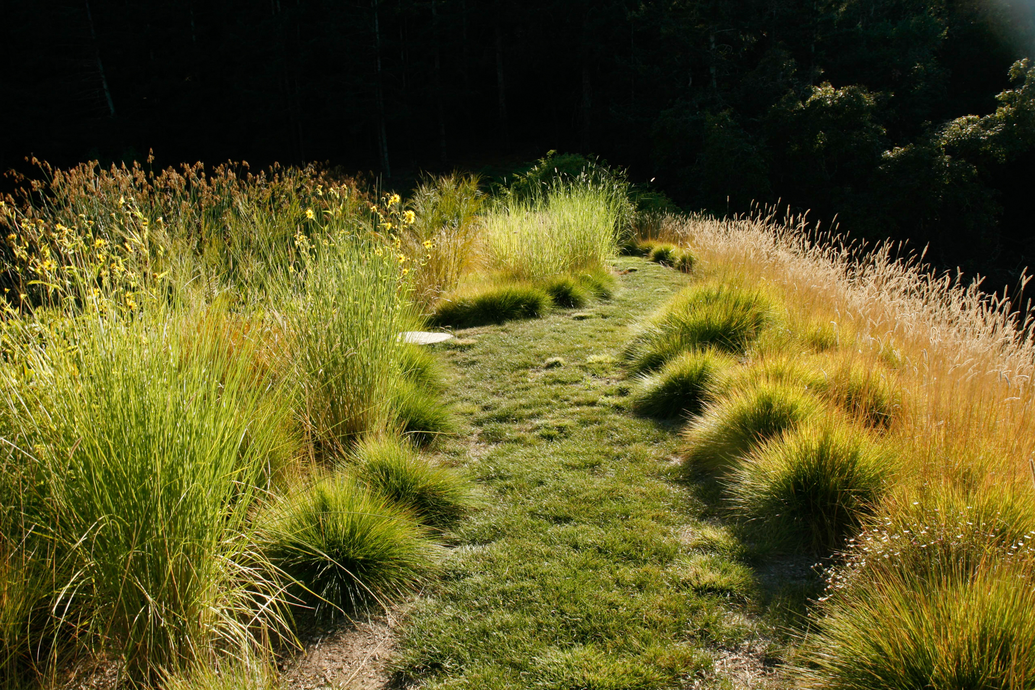 Barefoot grass path through the meadow.