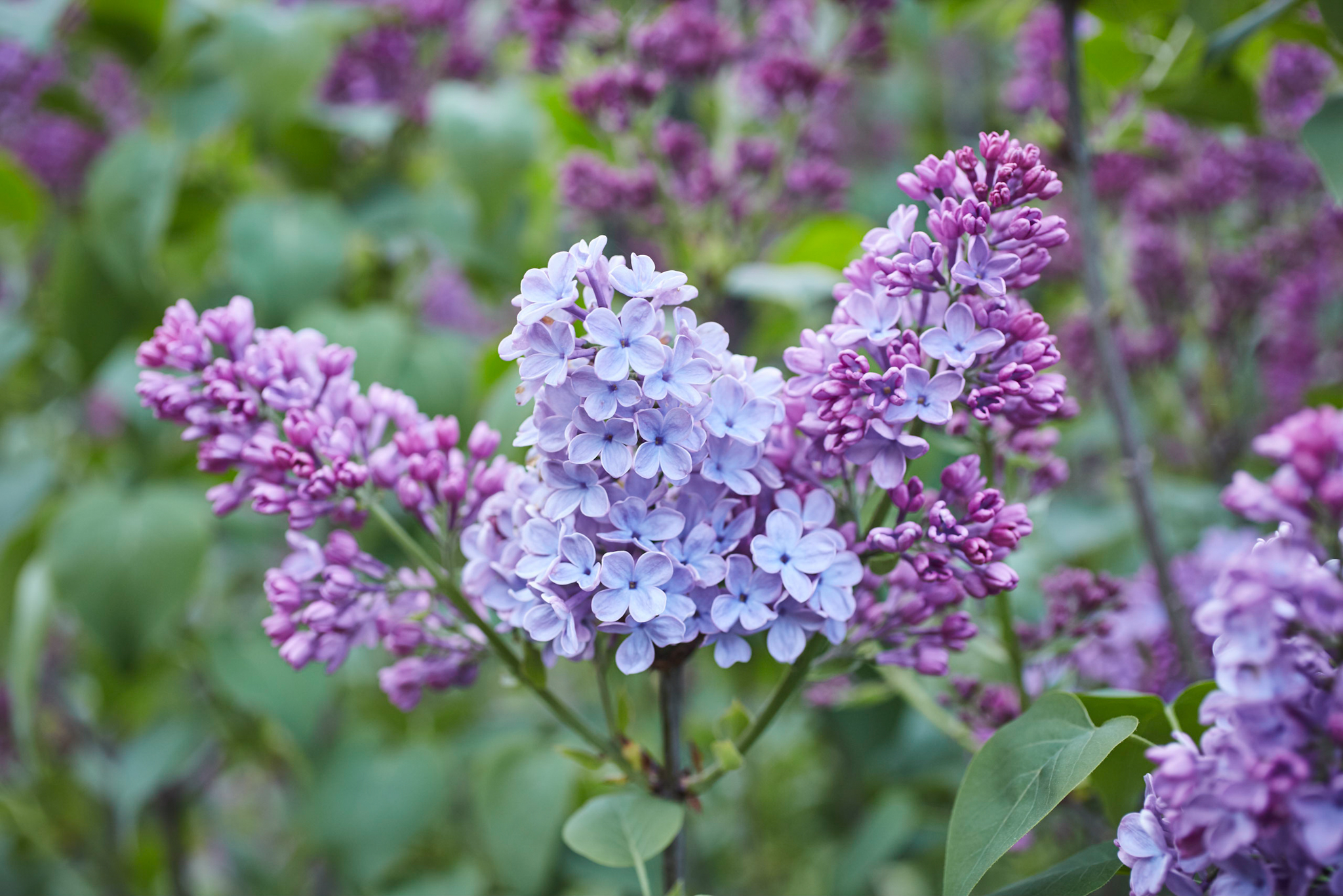 Purple and blue blooming lilacs.