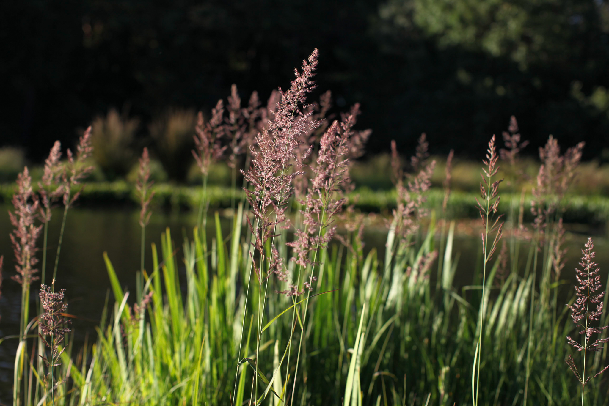 A colony of alamagrostis epigejos reeds.