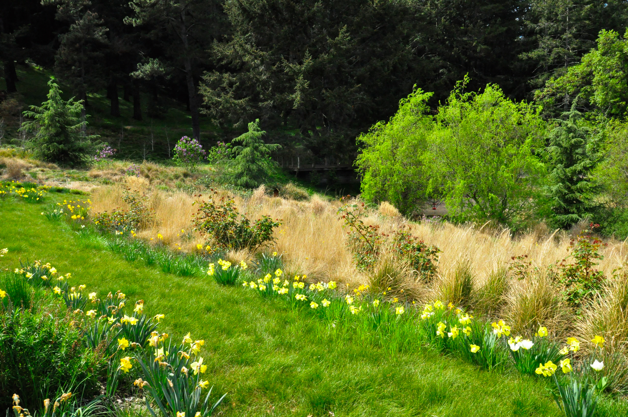 The grass pathway with daffodils along its edge.