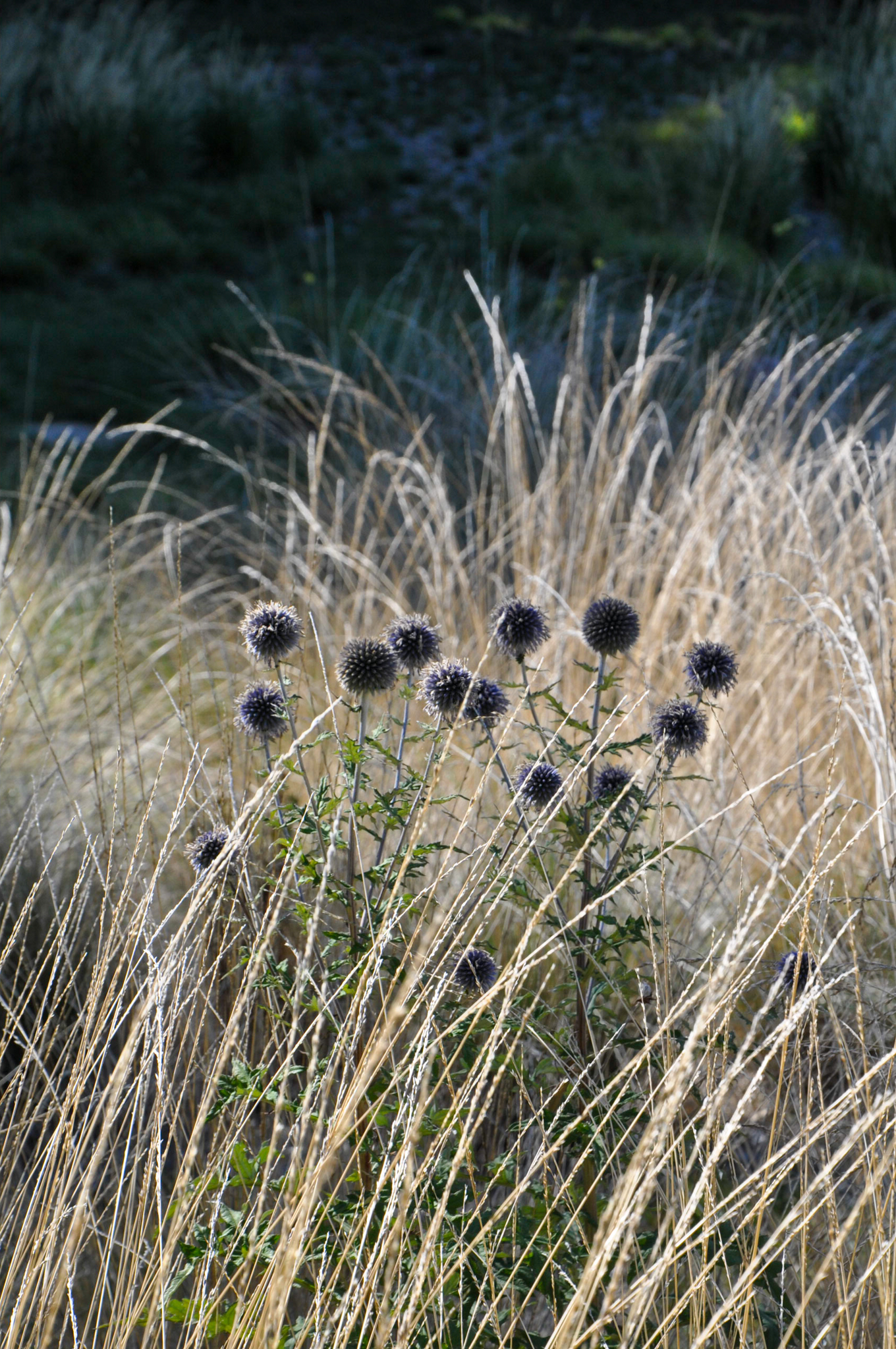 Dark spherical seed heads stand out among the silver grasses.