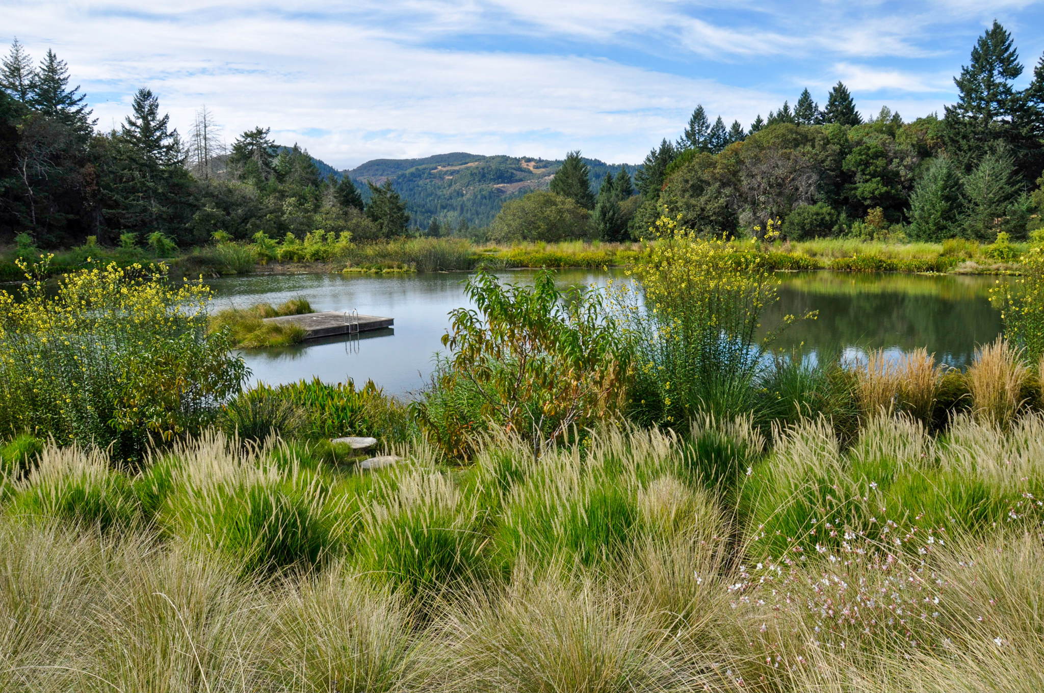 The floating meadow along the bank of a mountain pond.