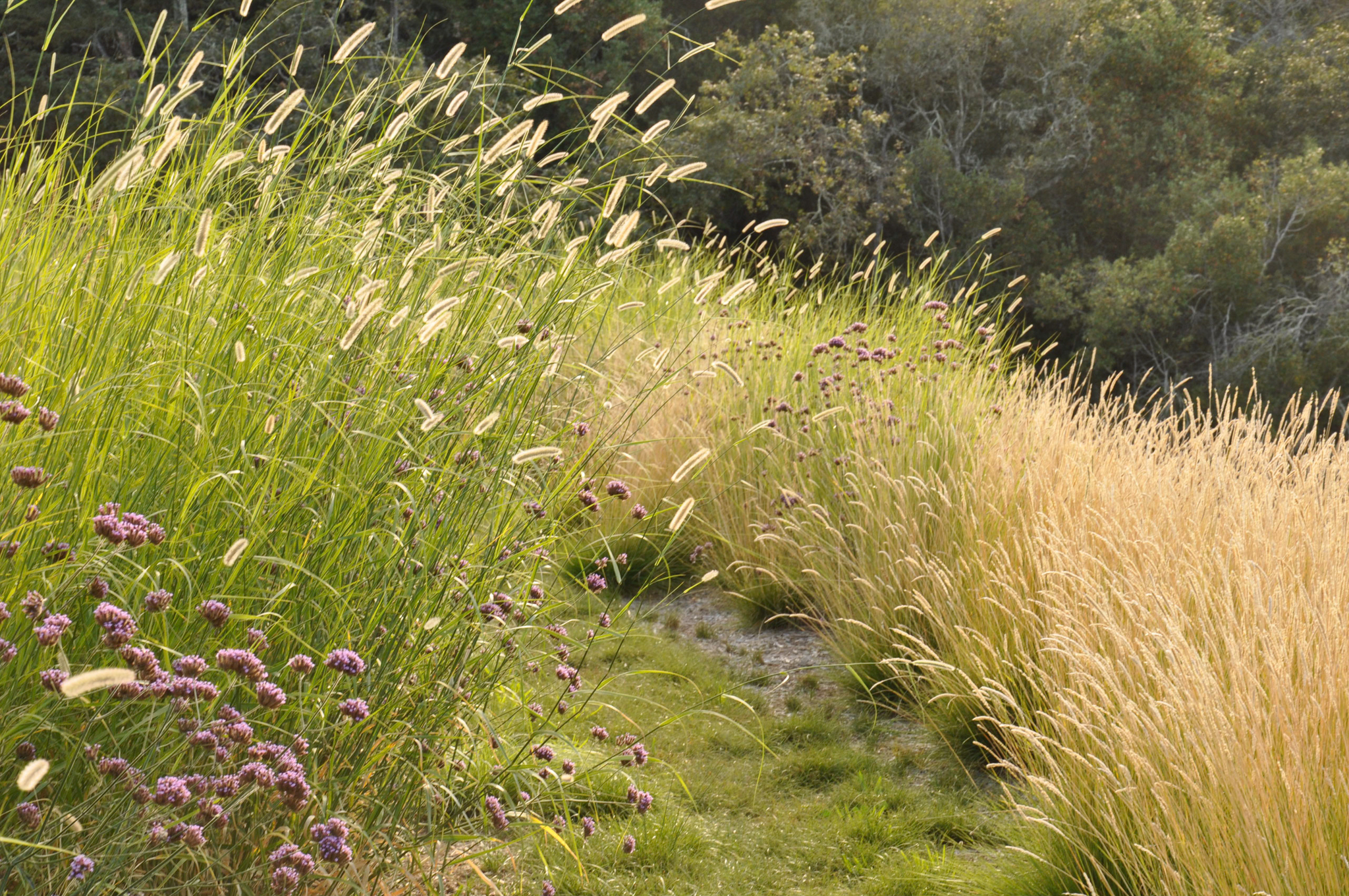 Fields of tall grasses with pink flowers arch over a grassy pathway.