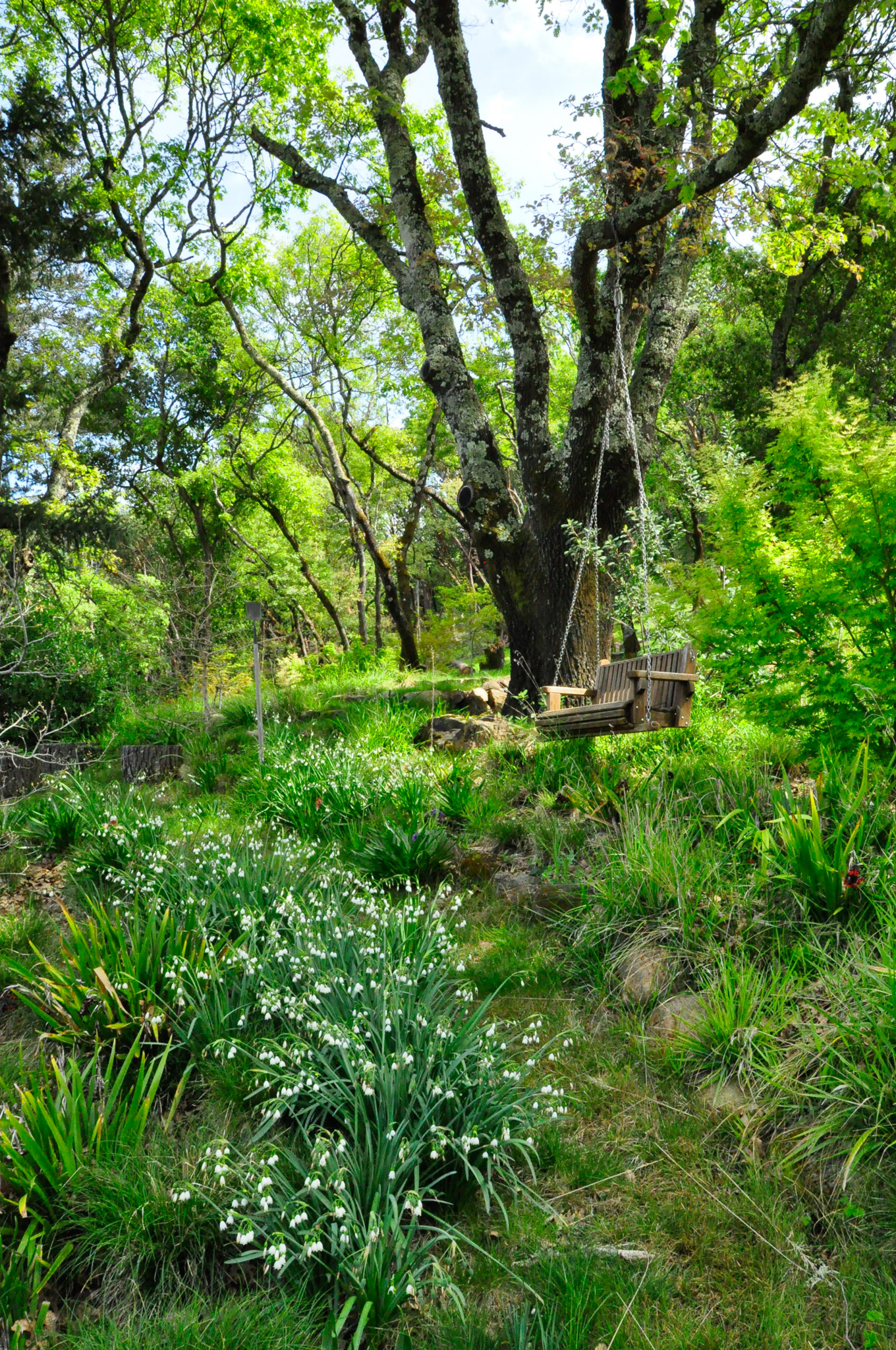 A wooden bench hangs from an old tree in the center of the garden.