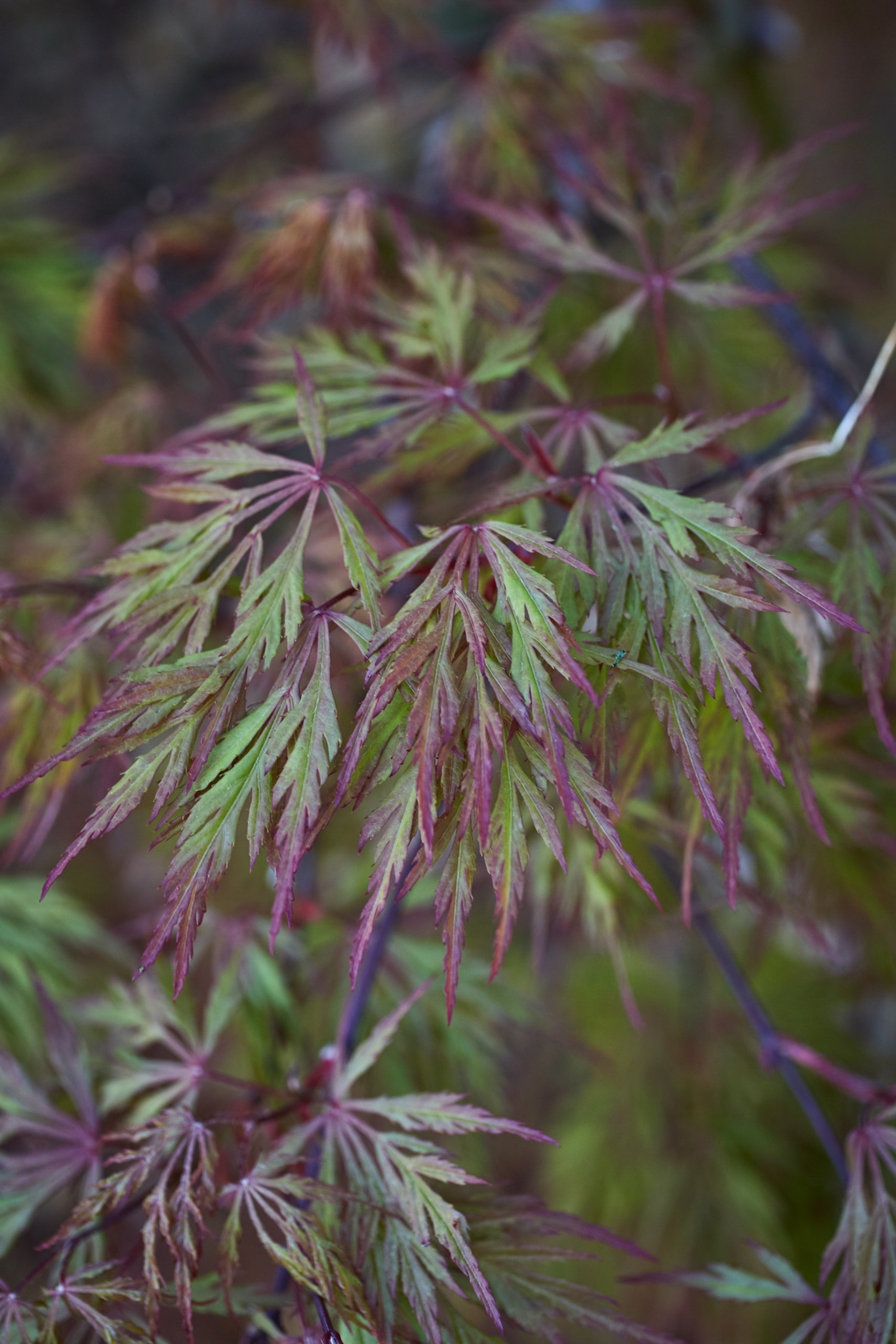 Green japanese maple leaves with purple tips.