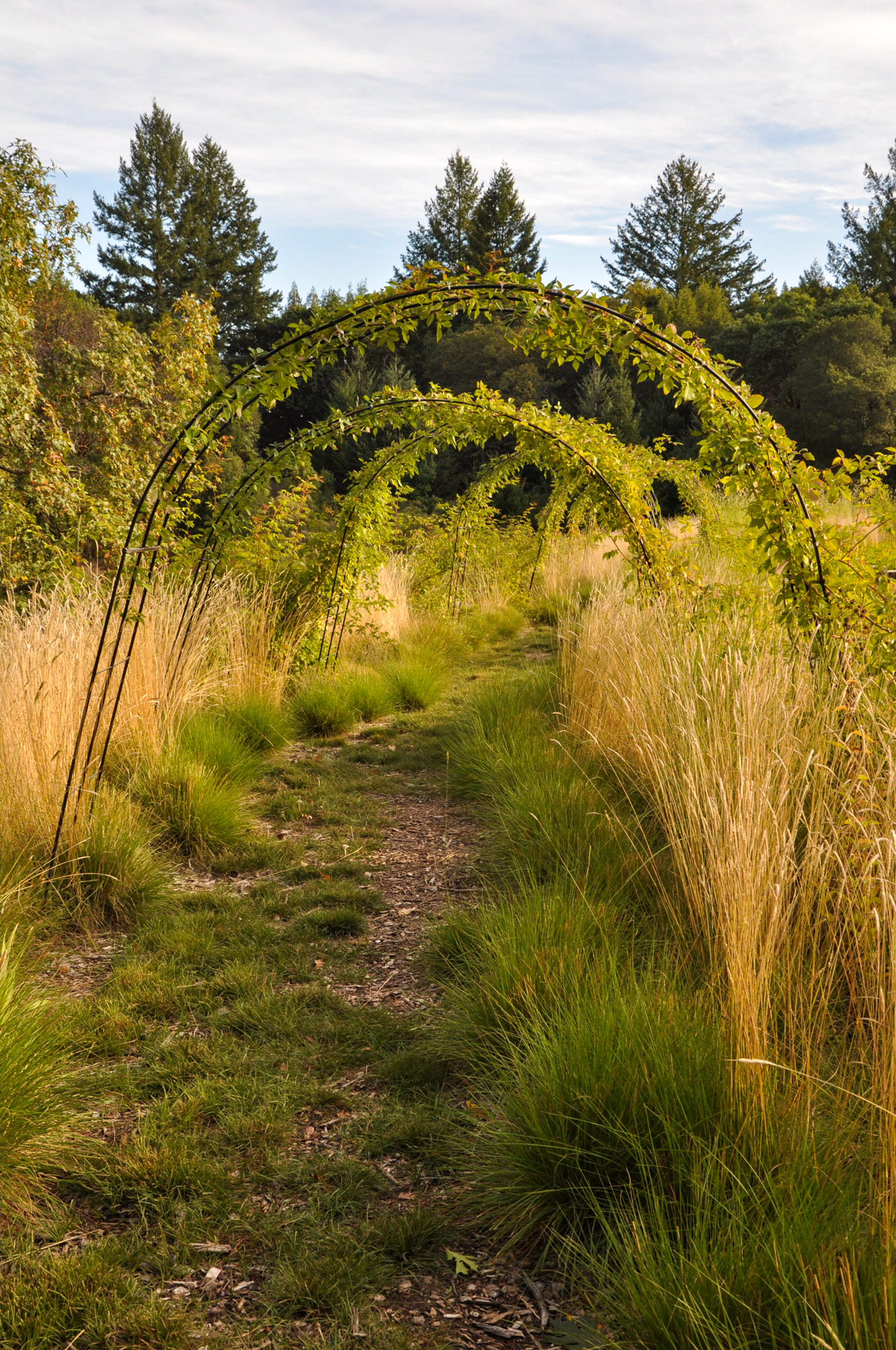 Arches of roses form green tunnels through the garden.