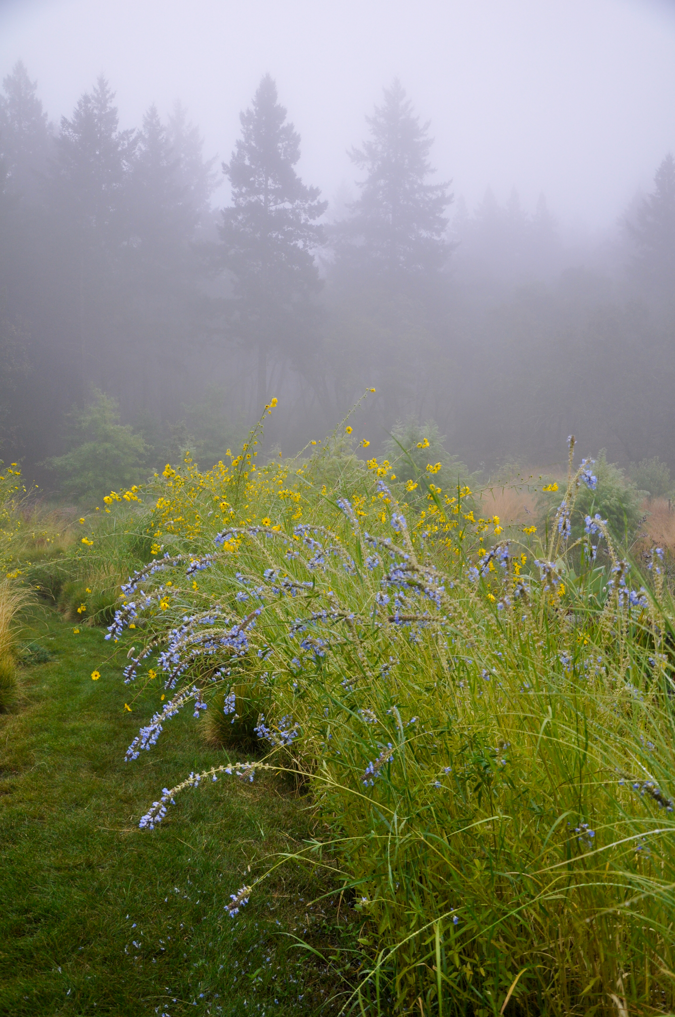 Purple Salvias in deep morning fog.