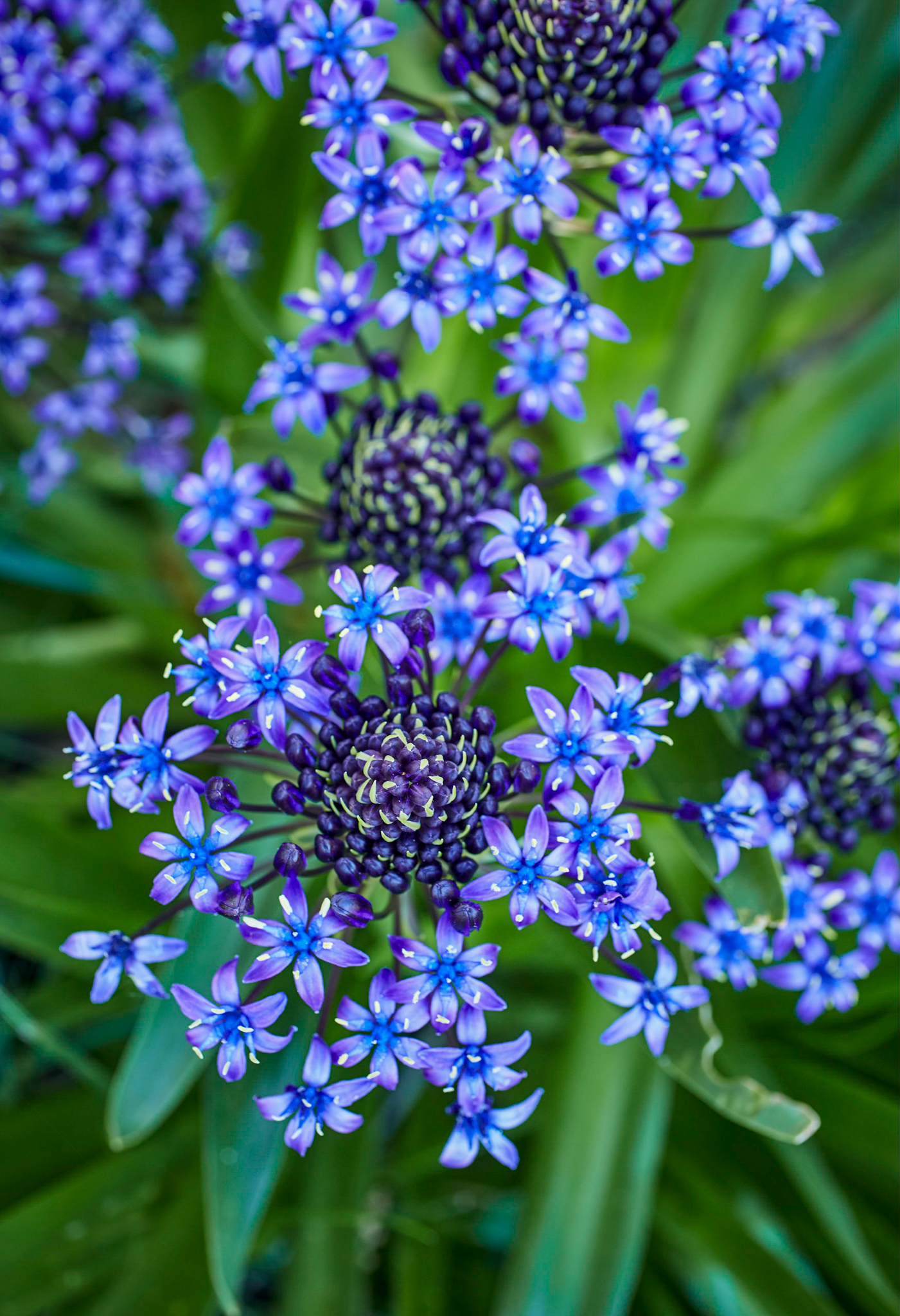 An exotic purple scilla peruviana flower.