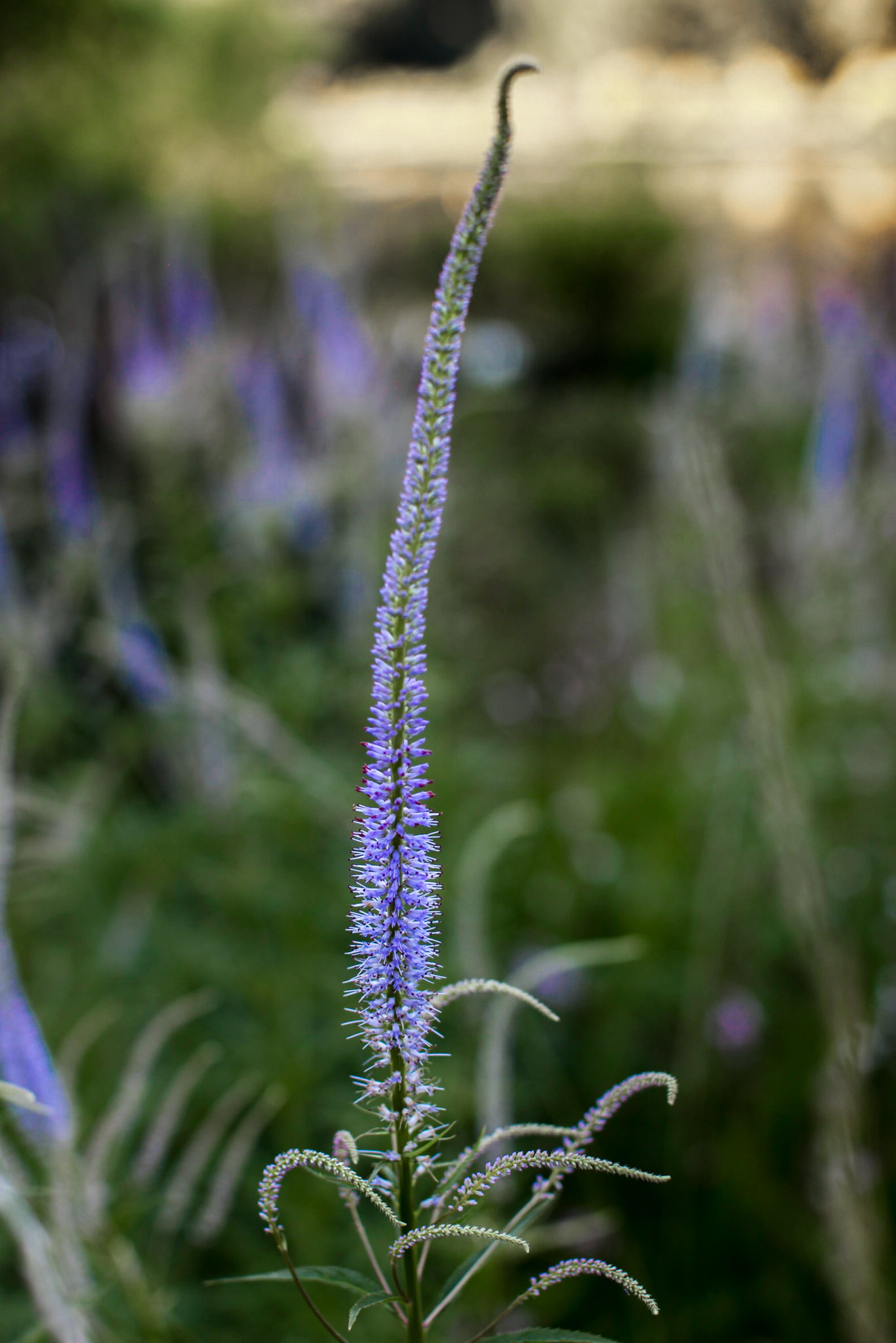 A close up show of a single veronica goodness grows flower.