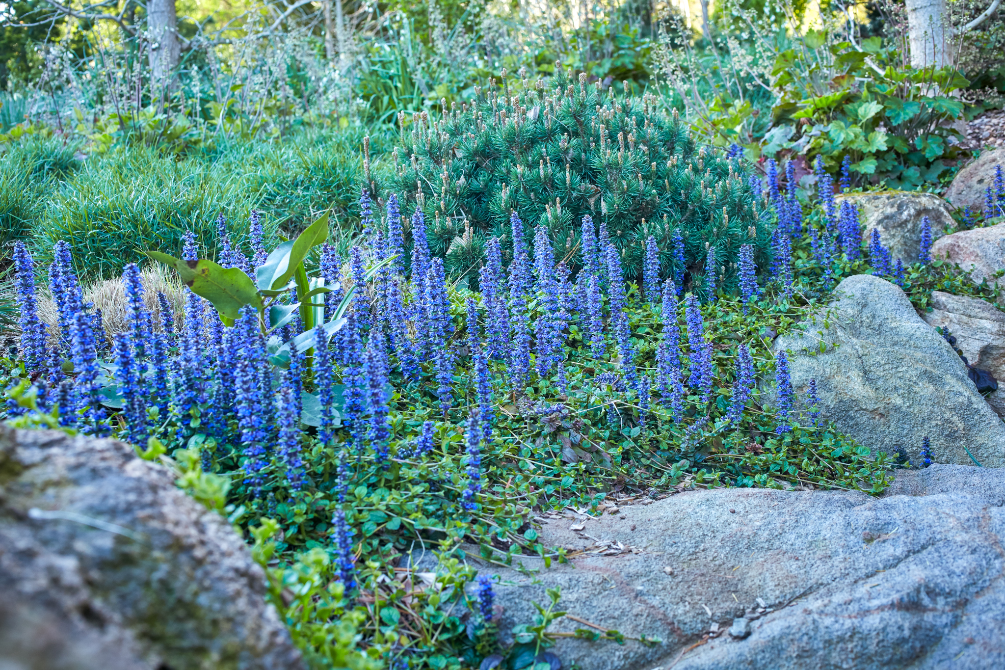 Tall and thin blue goodness grows flowers on natural rocks.