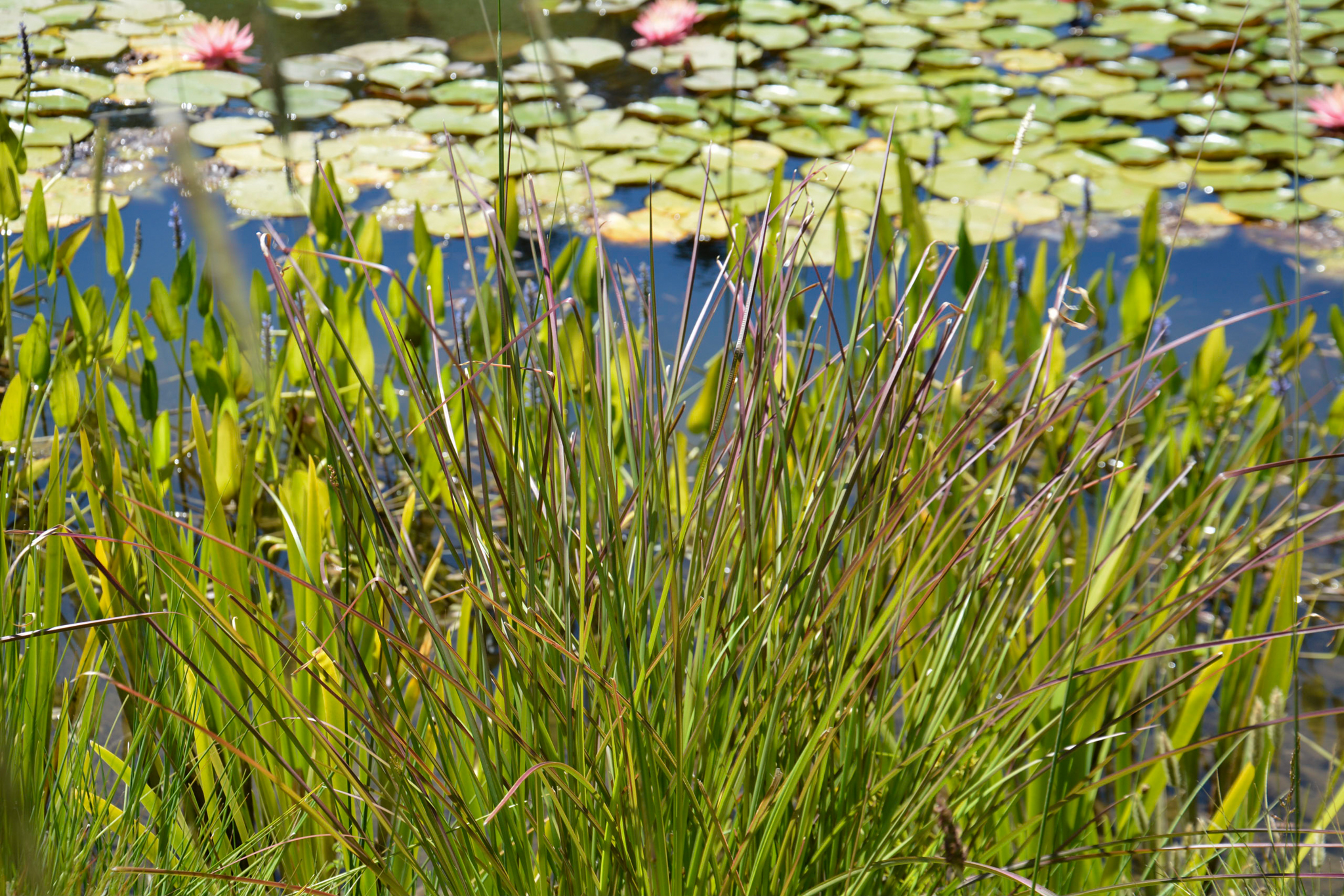 Vetiver grass in front of lily pads.