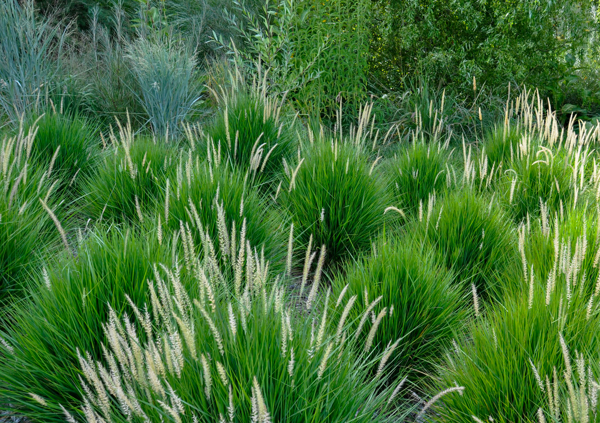 Bushy tufts of grass with white tails.