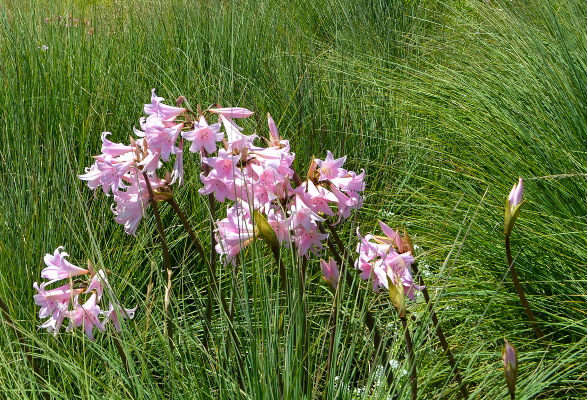 Pick Amaryllis flowers drape over the grass.